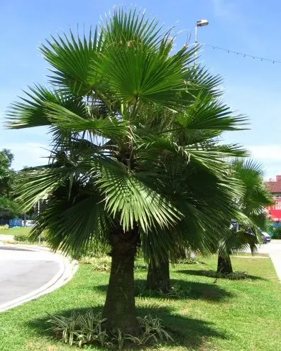 Guadalupe Palm (Brahea Edulis) — The Guadalupe Palm, Brahea edulis, is an elegant, slow-growing palm native to Guadalupe Island