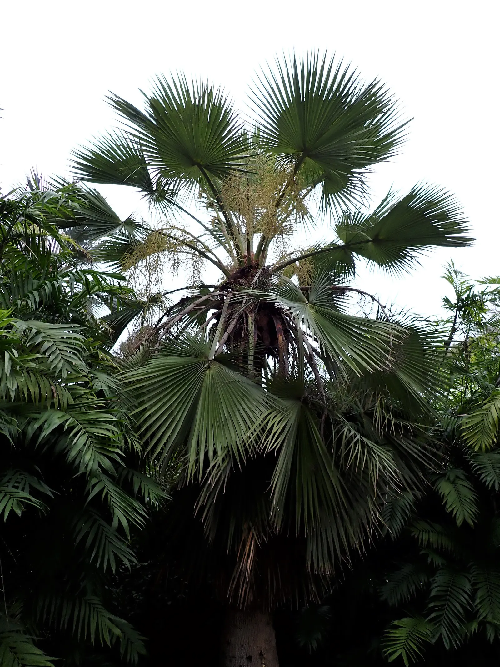 Guadalupe Palm (Brahea Edulis) — Drought-tolerant once established, it thrives in full sun to partial shade