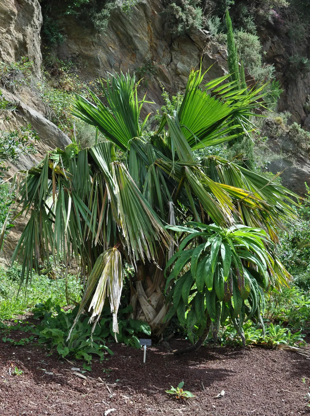 Guadalupe Palm (Brahea Edulis) — topped with a crown of fan-shaped leaves