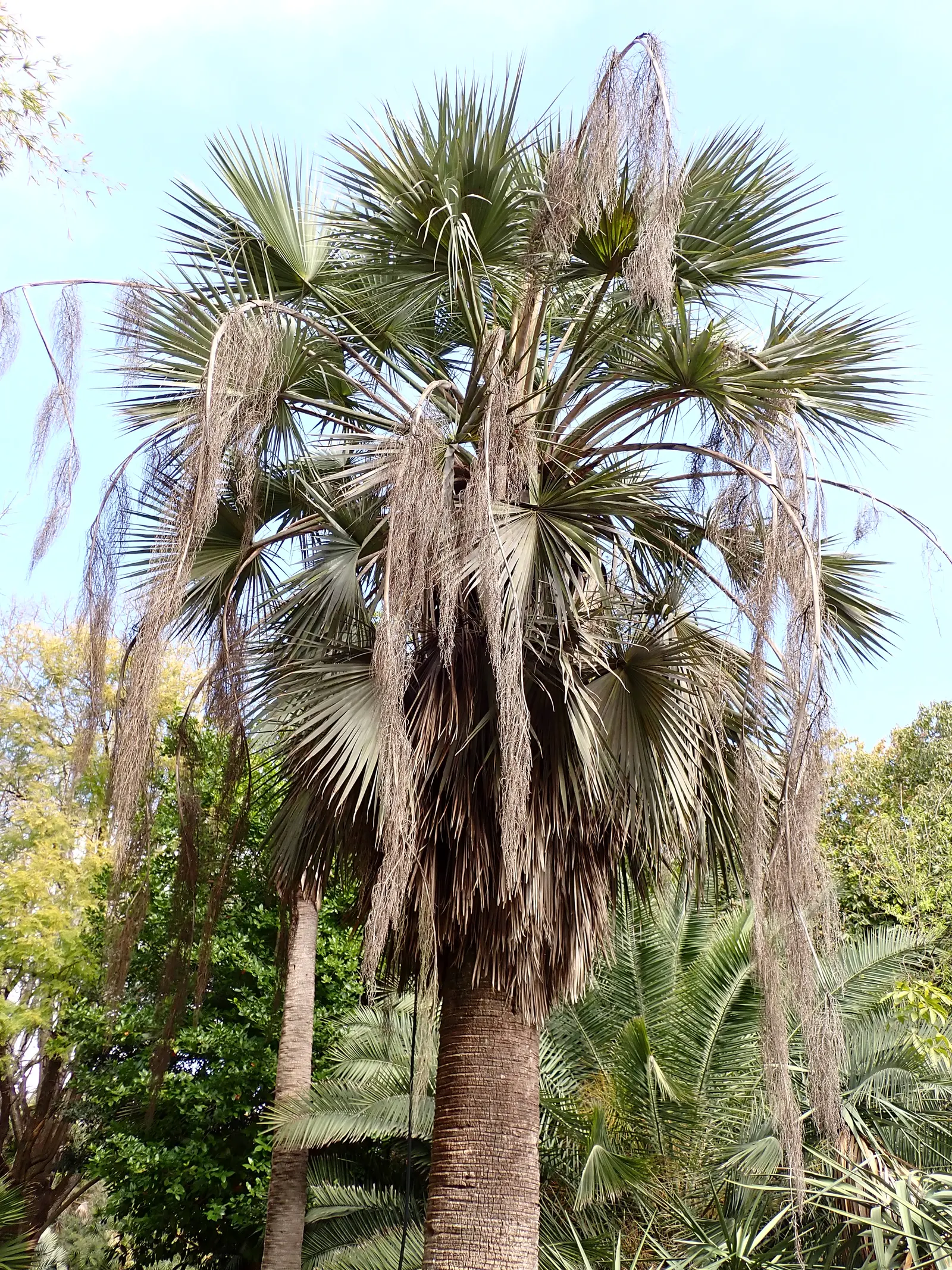 Guadalupe Palm (Brahea Edulis) — Produces edible fruits and provides a tropical aesthetic