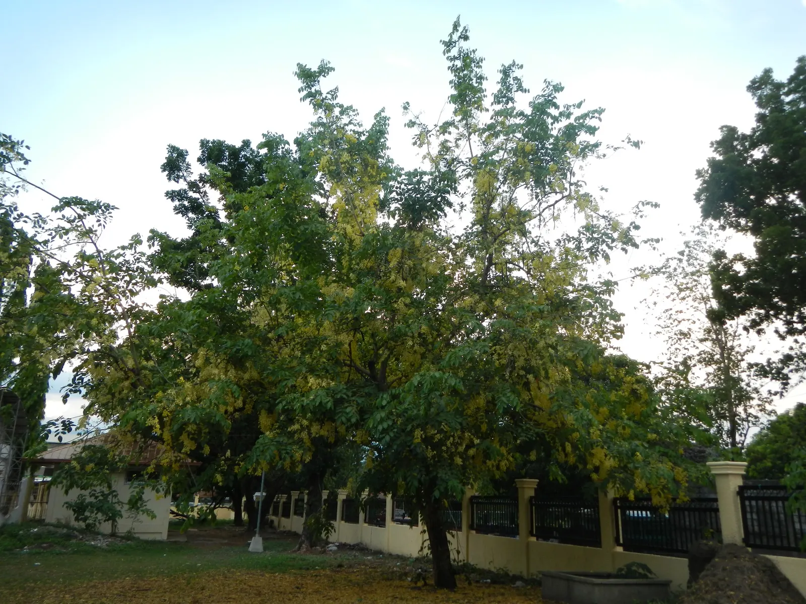 Guadalupe Palm (Brahea Edulis) — solitary trunk up to 20 feet tall and 1.5 feet in diameter