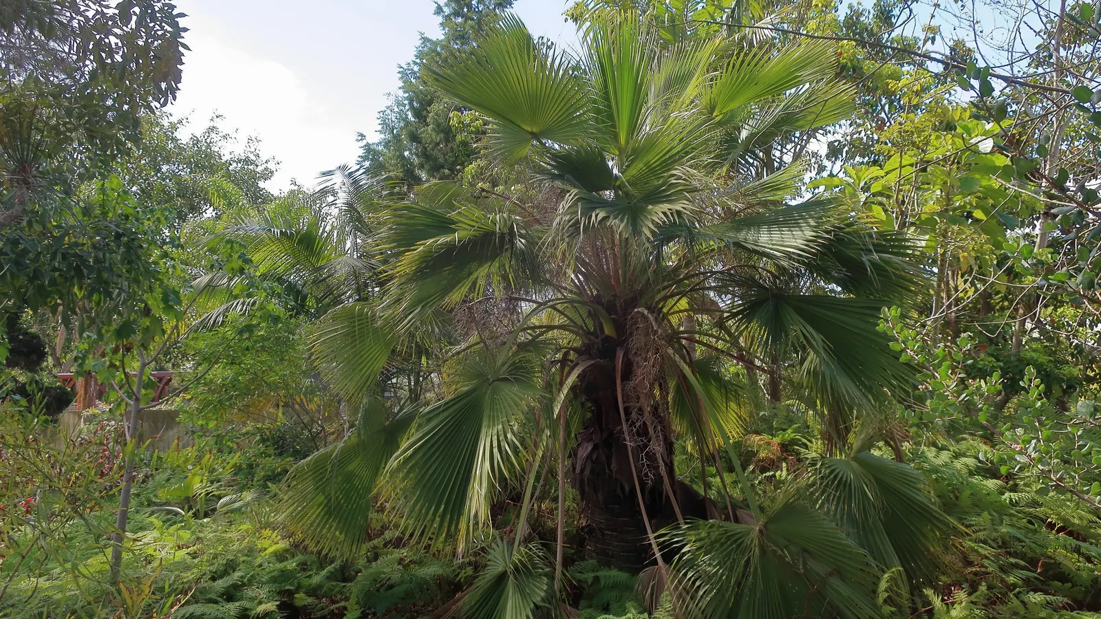 Guadalupe Palm (Brahea Edulis) — scientifically known as Brahea edulis