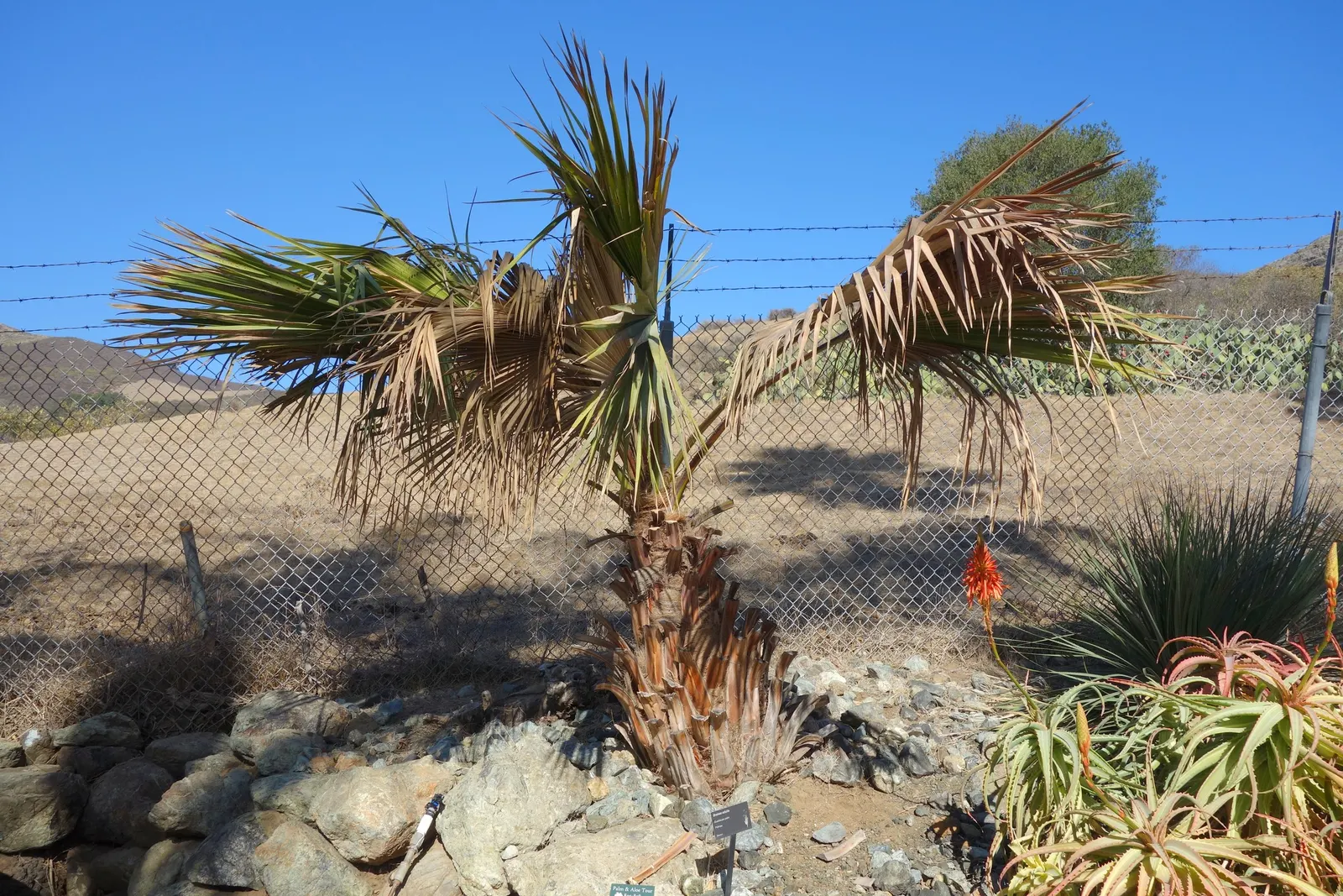 Guadalupe Palm (Brahea Edulis) — is a graceful and hardy palm species native to Guadalupe Island off the coast of Baja California