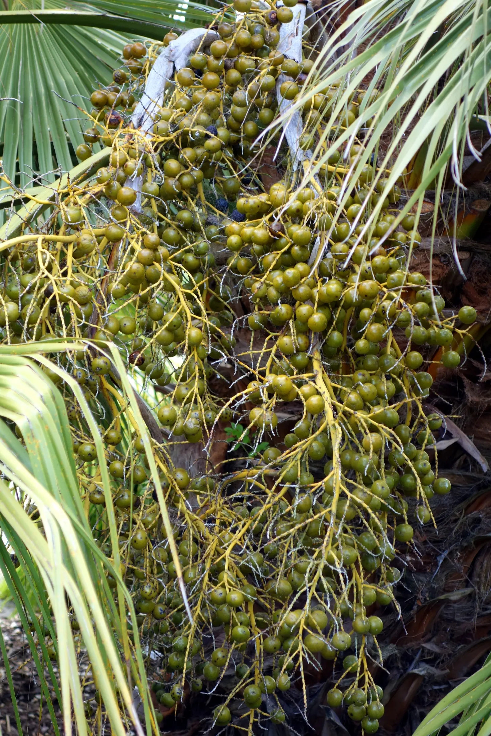 Guadalupe Palm (Brahea Edulis) — medium-sized palm can reach a height of approximately 20 to 30 feet at maturity