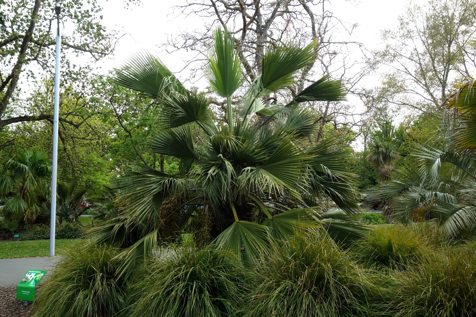 Guadalupe Palm (Brahea Edulis) — with a crown spread of around 12 to 15 feet