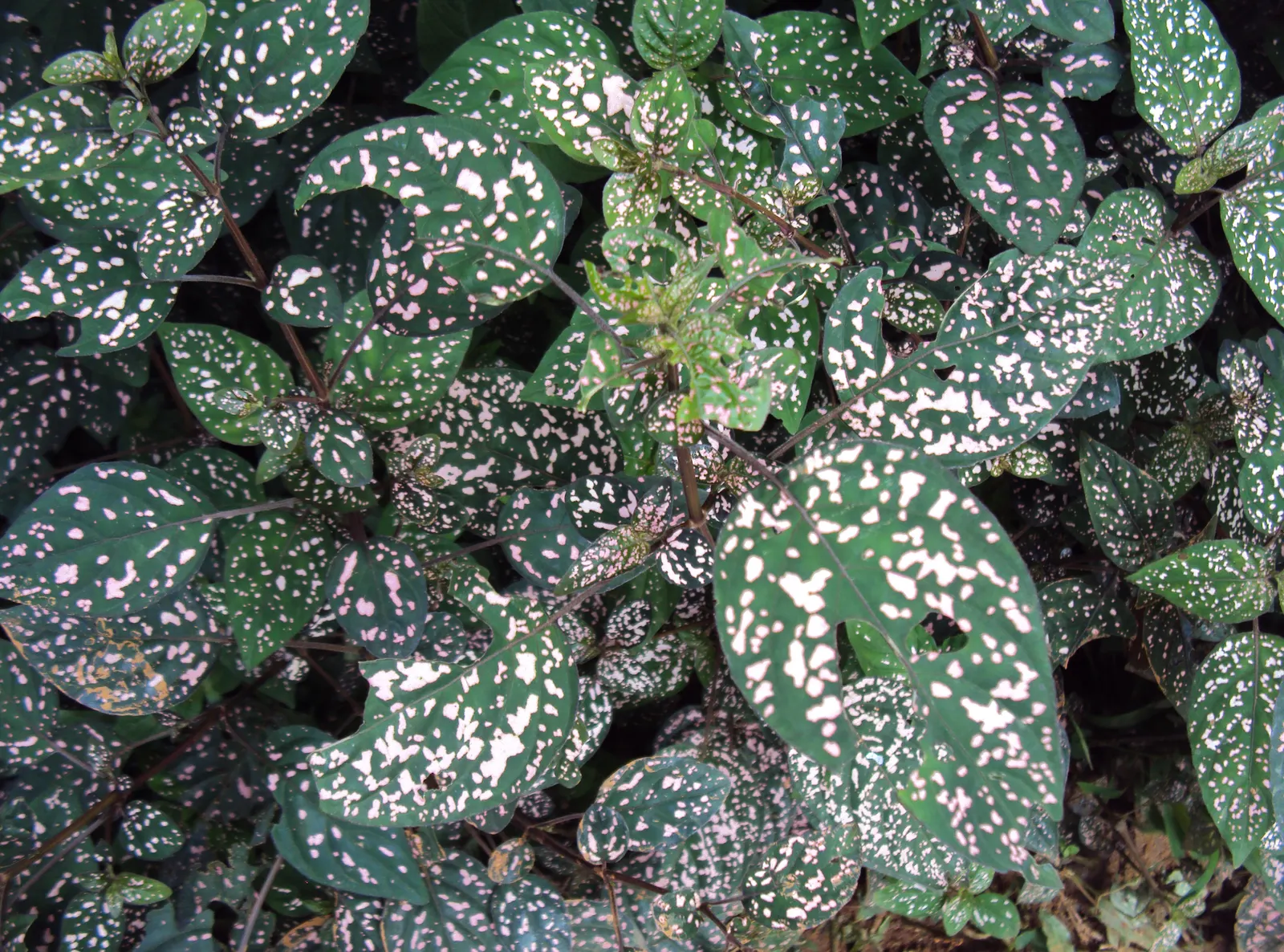 Polka Dot Plant (Hypoestes Phyllostachya) — oval leaves - measuring about 2 inches long - are sprinkled with spots that may come in shades of pink, image 45