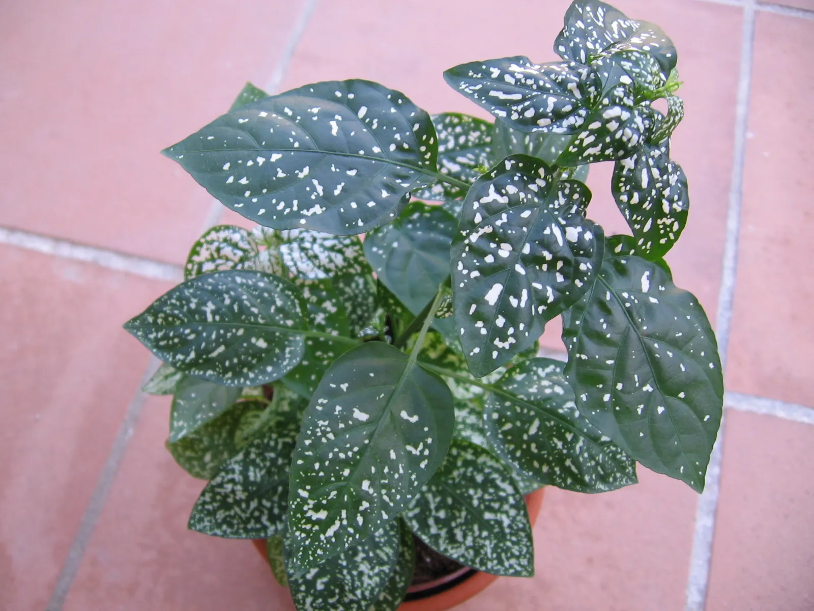 Polka Dot Plant (Hypoestes Phyllostachya) — Regular pruning encourages a compact; this colorful perennial is typically utilized for visual contrast in borders