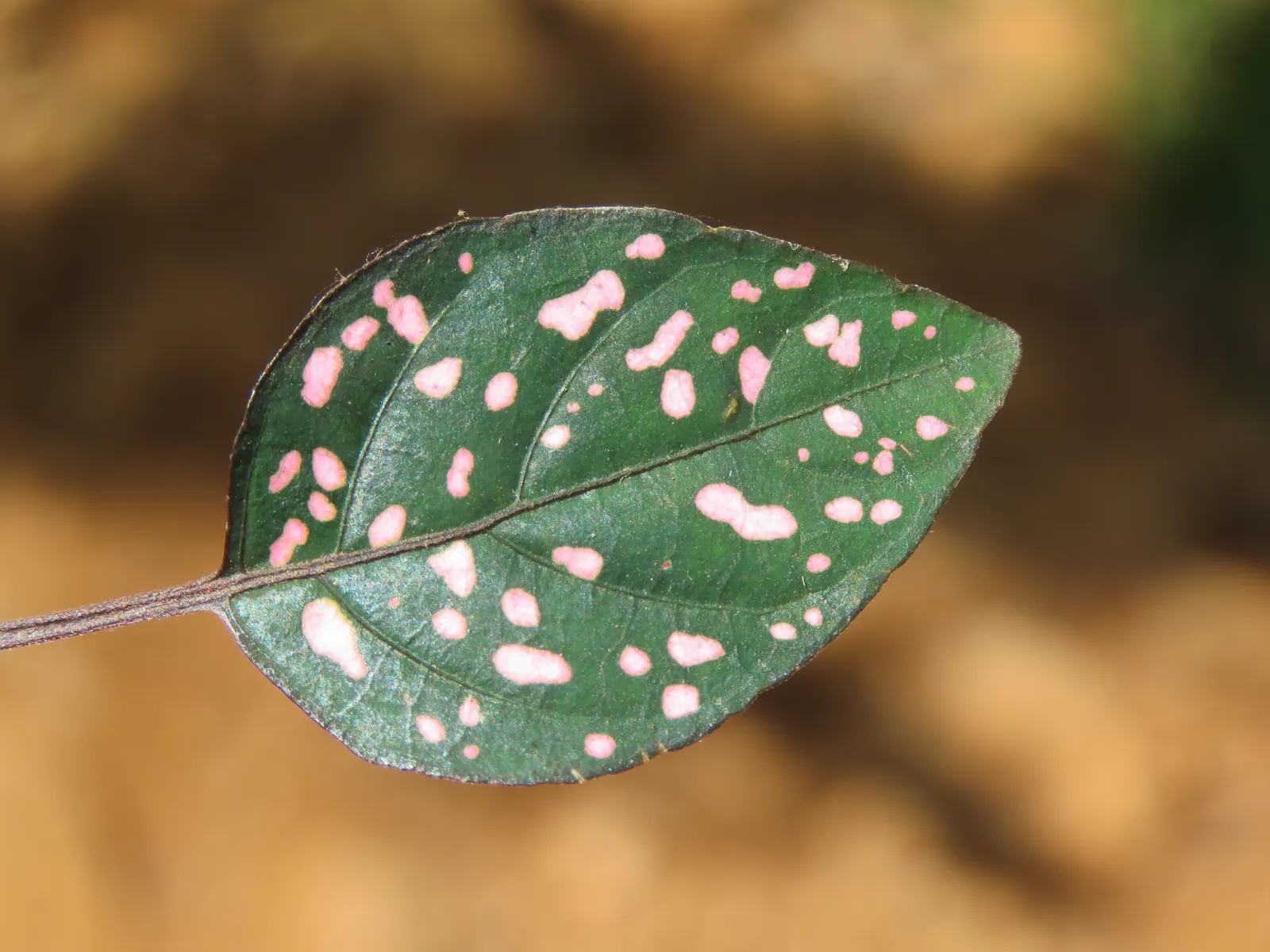 Polka Dot Plant (Hypoestes Phyllostachya) — Originating from Madagascar
