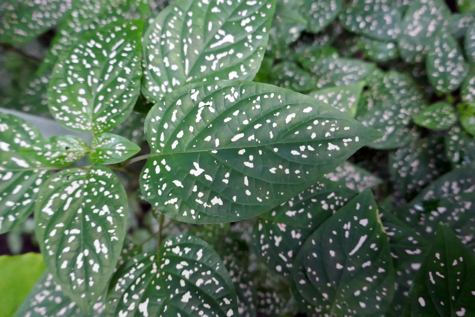 Polka Dot Plant (Hypoestes Phyllostachya) — beds or as an underplanting for larger shrubs.<br><br>With an average height and spread of 18 to 24, image 43