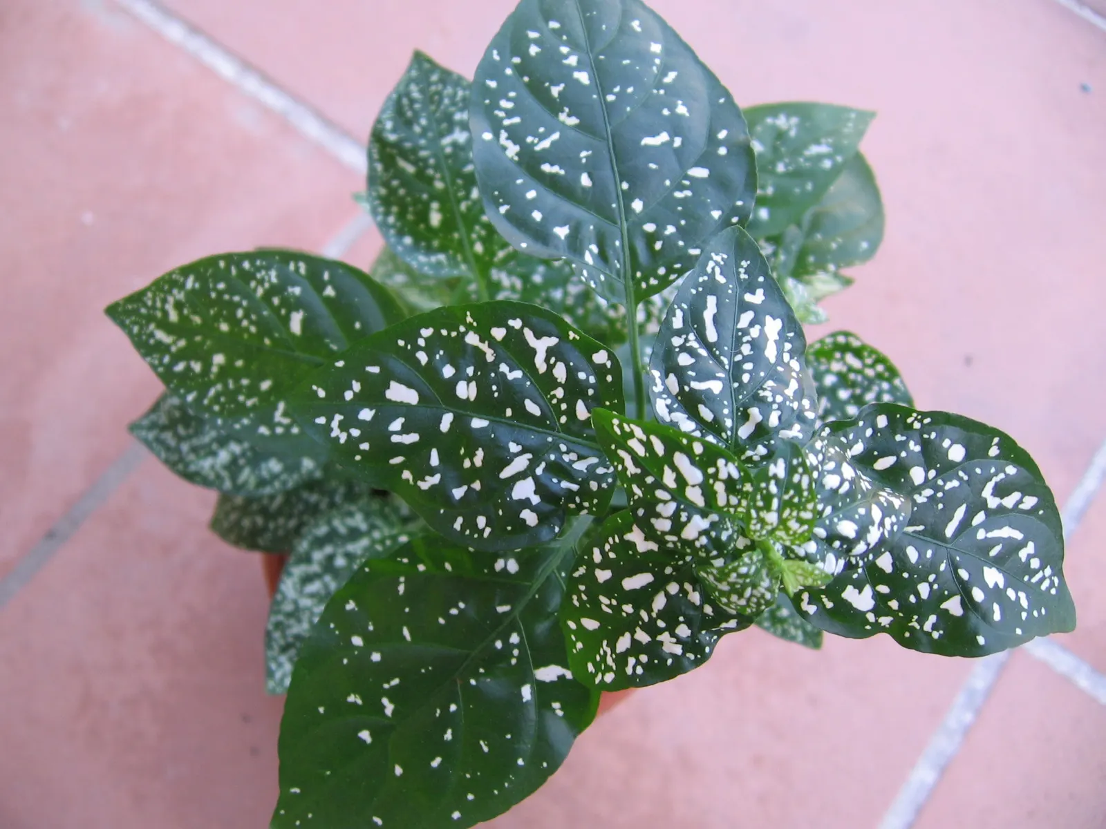 Polka Dot Plant (Hypoestes Phyllostachya) — However, providing a bit of extra care during the hotter months will help maintain its lush appearance, image 48