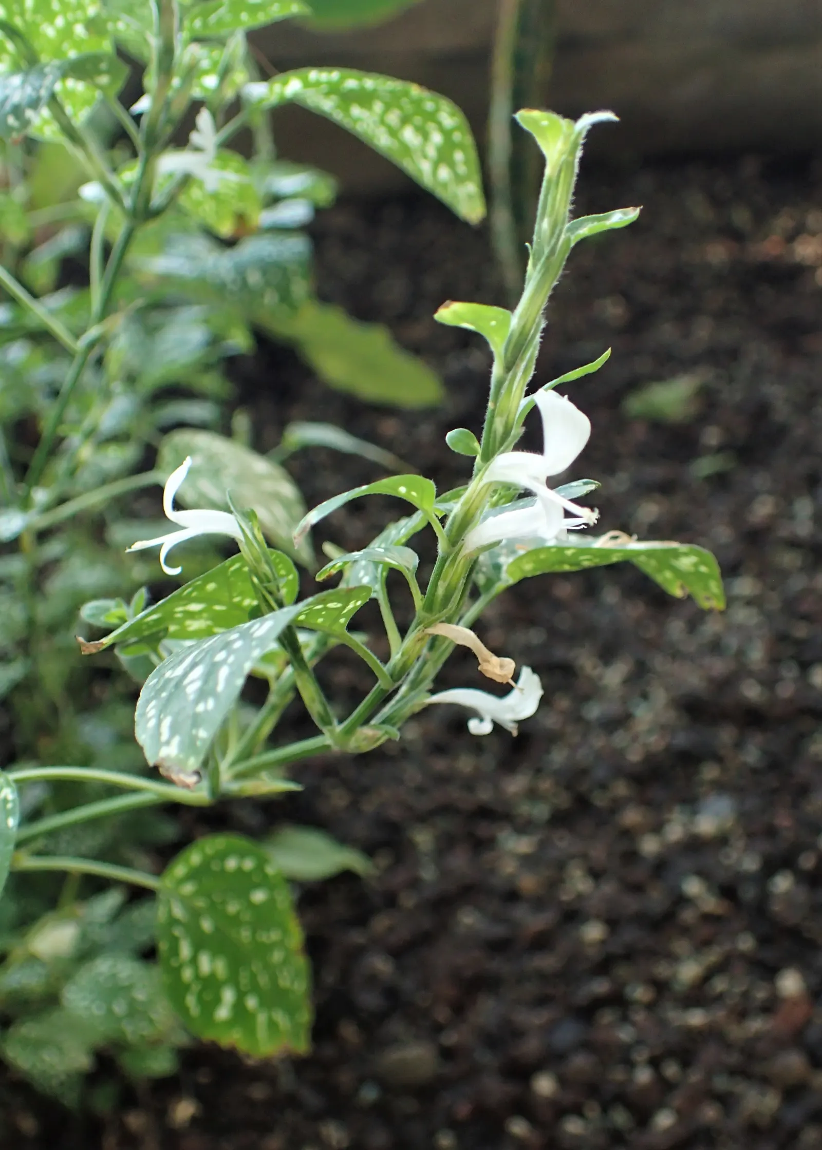 Polka Dot Plant (Hypoestes Phyllostachya) — the Polka Dot Plant adds a mid-level layer of texture to your garden space; its compact size also makes it ideal