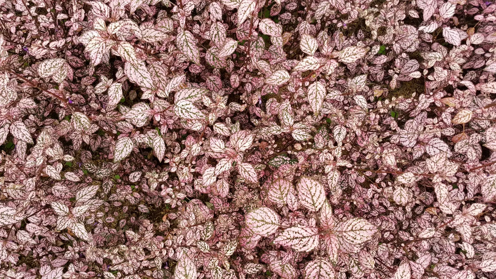 Polka Dot Plant (Hypoestes Phyllostachya) — essential to maintaining its decorative appeal in a landscape design; or as an accent in container, image 73