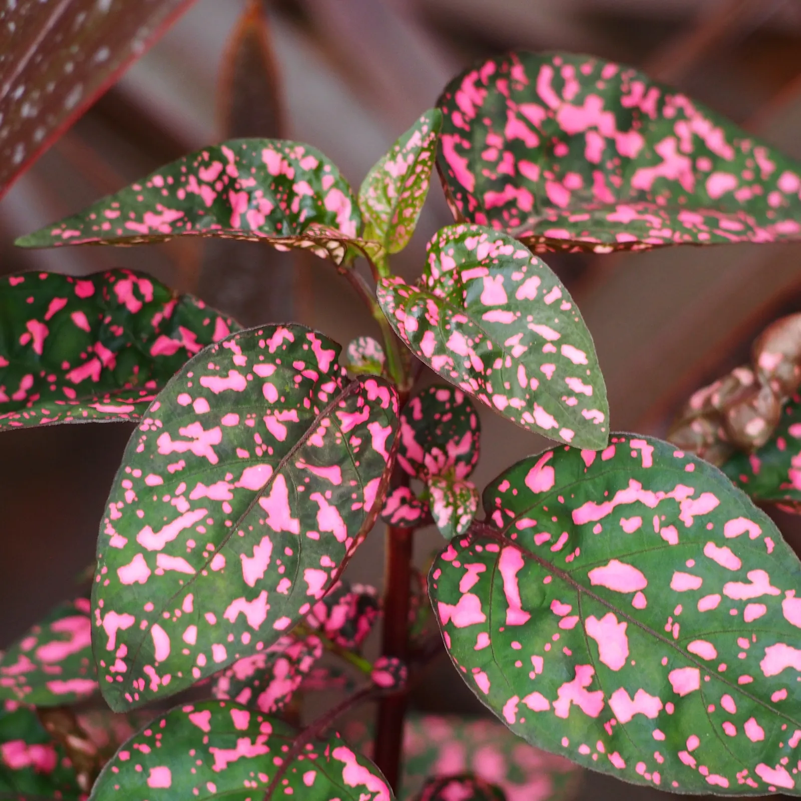 Polka Dot Plant (Hypoestes Phyllostachya) — eye-catching foliage plant featuring leaves dappled in shades of pink; regular pruning encourages a, image 69