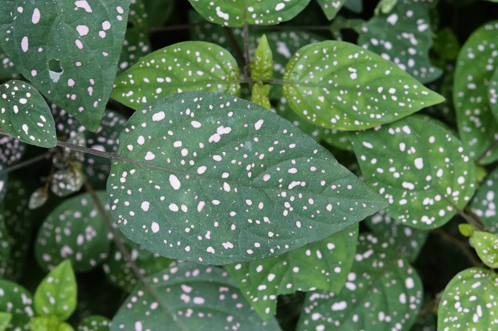 Polka Dot Plant (Hypoestes Phyllostachya) — It grows 1-2 feet tall and wide, preferring partial shade and moist soil; oval leaves - measuring about, image 53