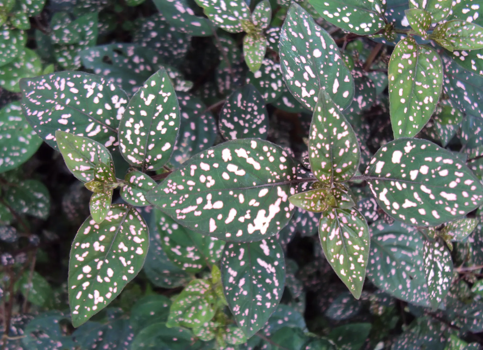 Polka Dot Plant (Hypoestes Phyllostachya) — It grows 1-2 feet tall and wide, preferring partial shade and moist soil; oval leaves - measuring about, image 70