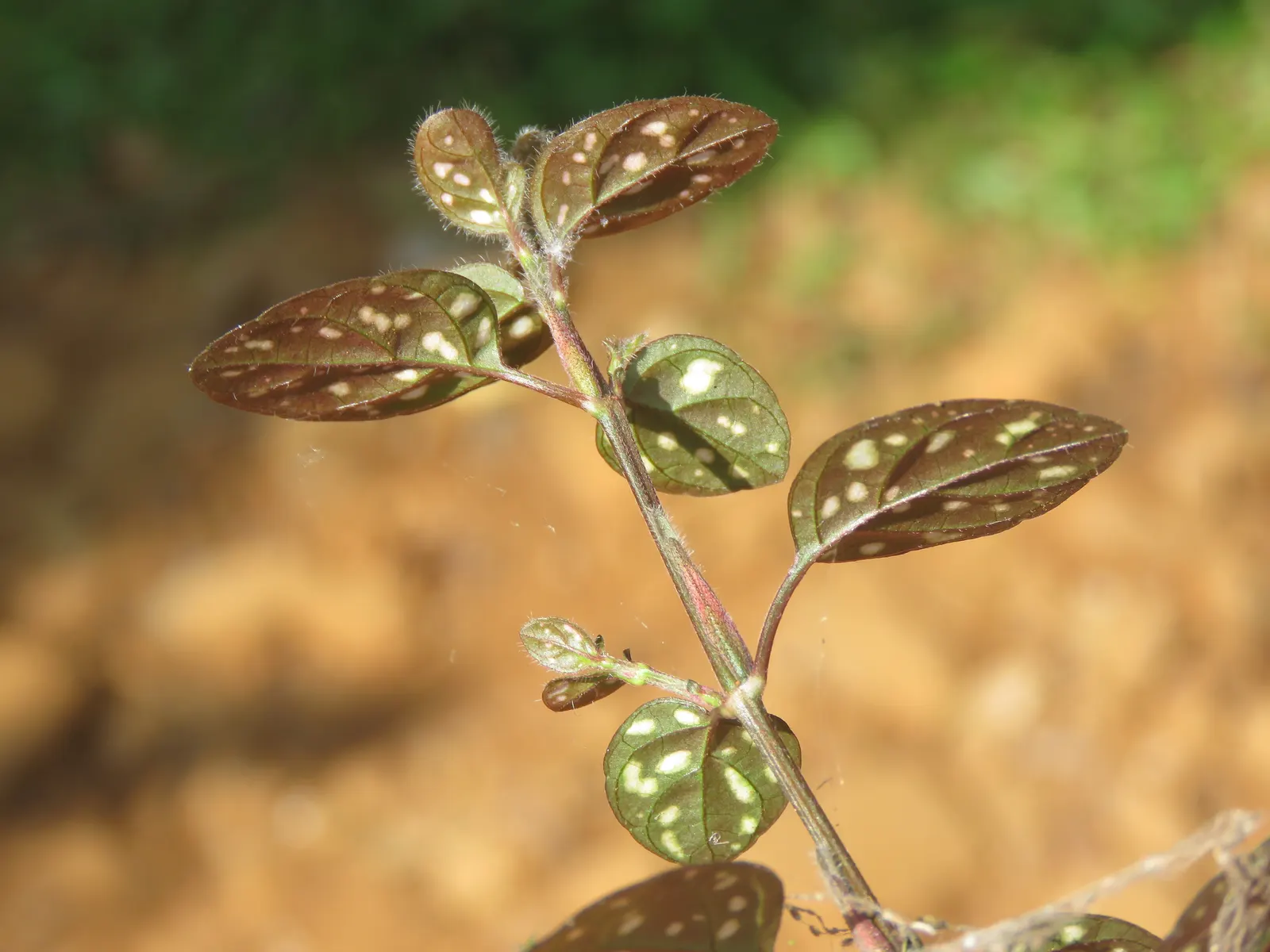 Polka Dot Plant (Hypoestes Phyllostachya) — perennial for half or shade; however, providing a bit of extra care during the hotter months will help, image 68