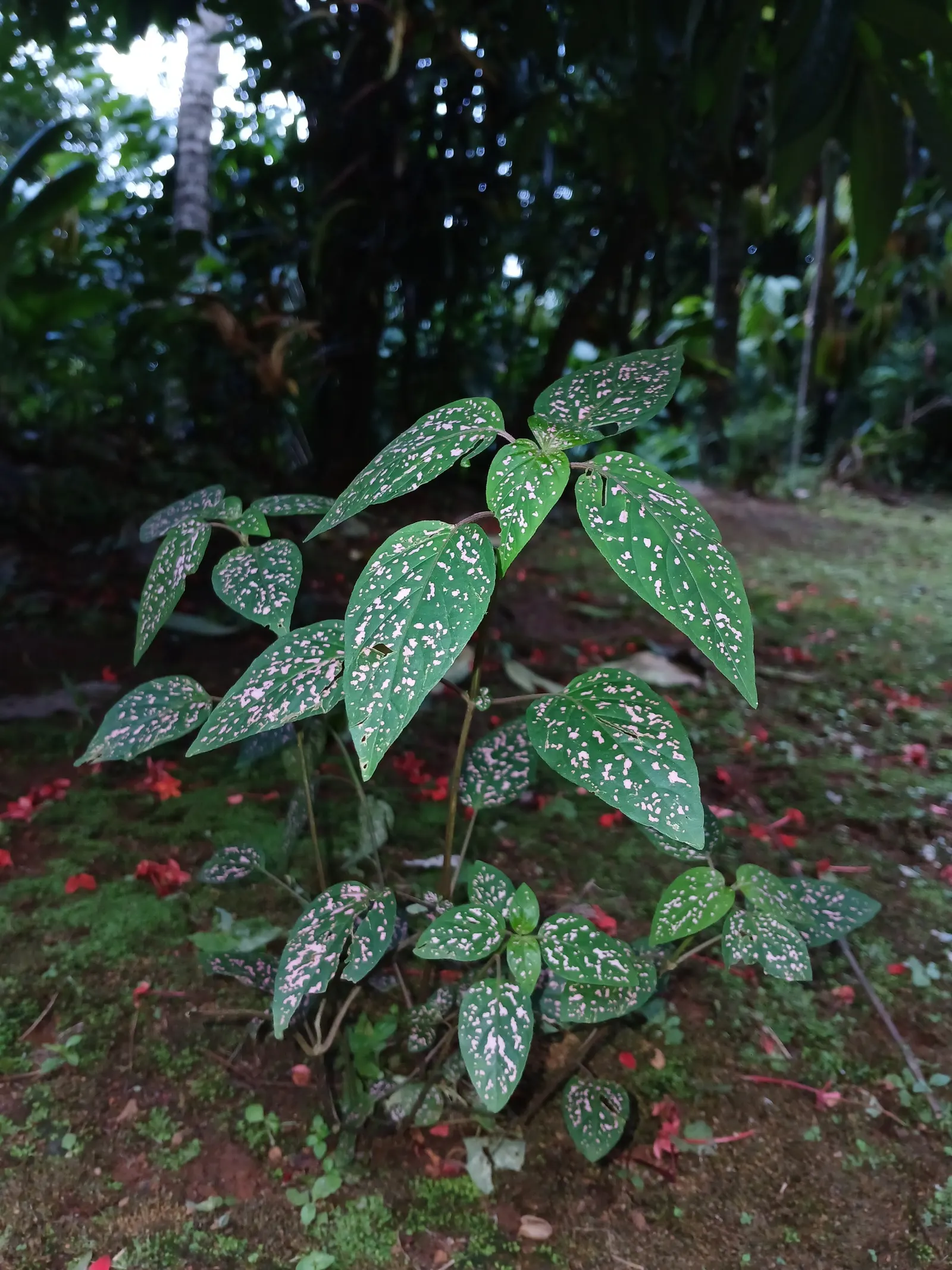 Polka Dot Plant (Hypoestes Phyllostachya) — this colorful perennial is typically utilized for visual contrast in borders; it grows 1-2 feet tall, image 59