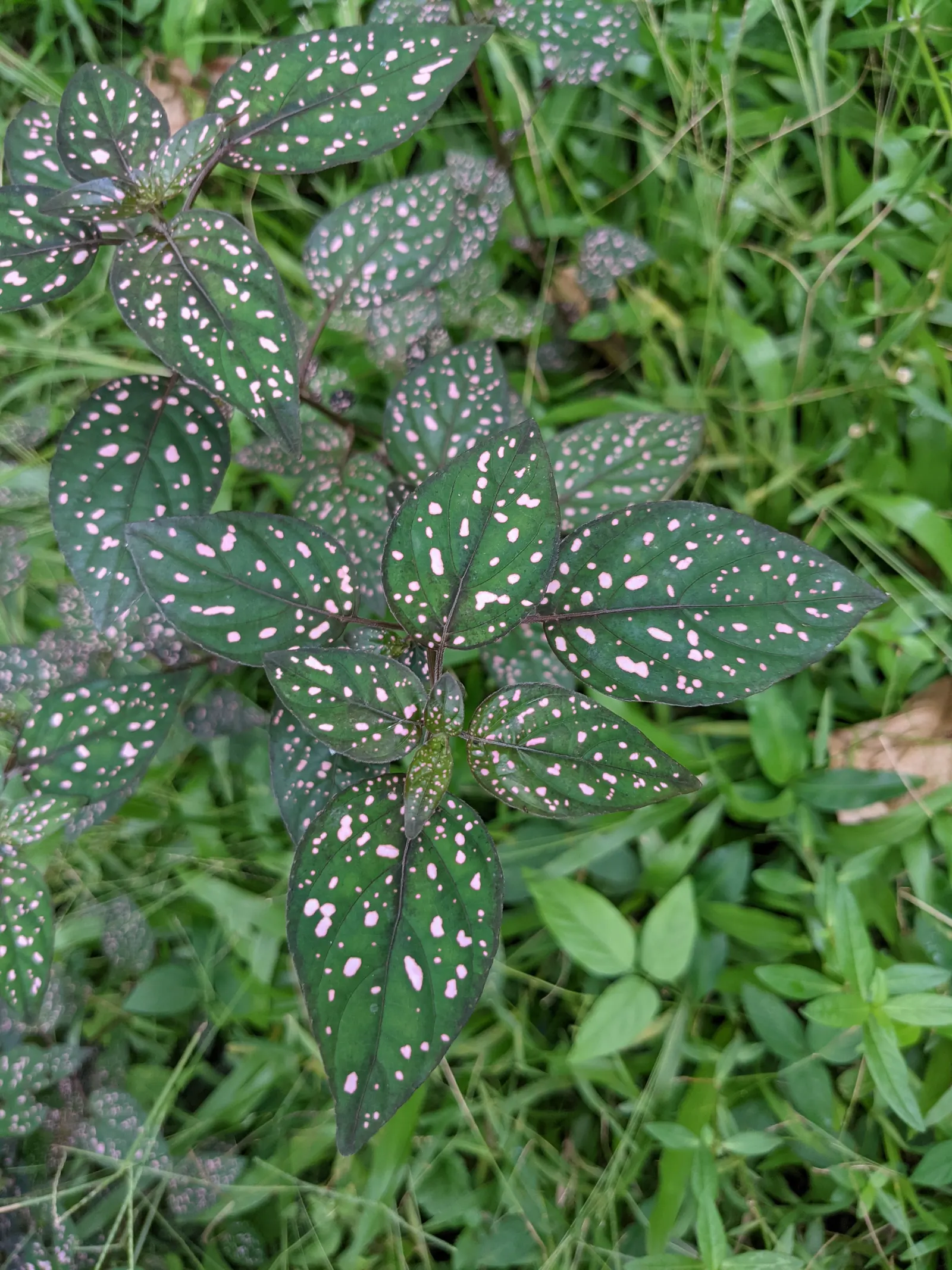 Polka Dot Plant (Hypoestes Phyllostachya) — or as an accent in container arrangements; perennial for half or shade, image 83