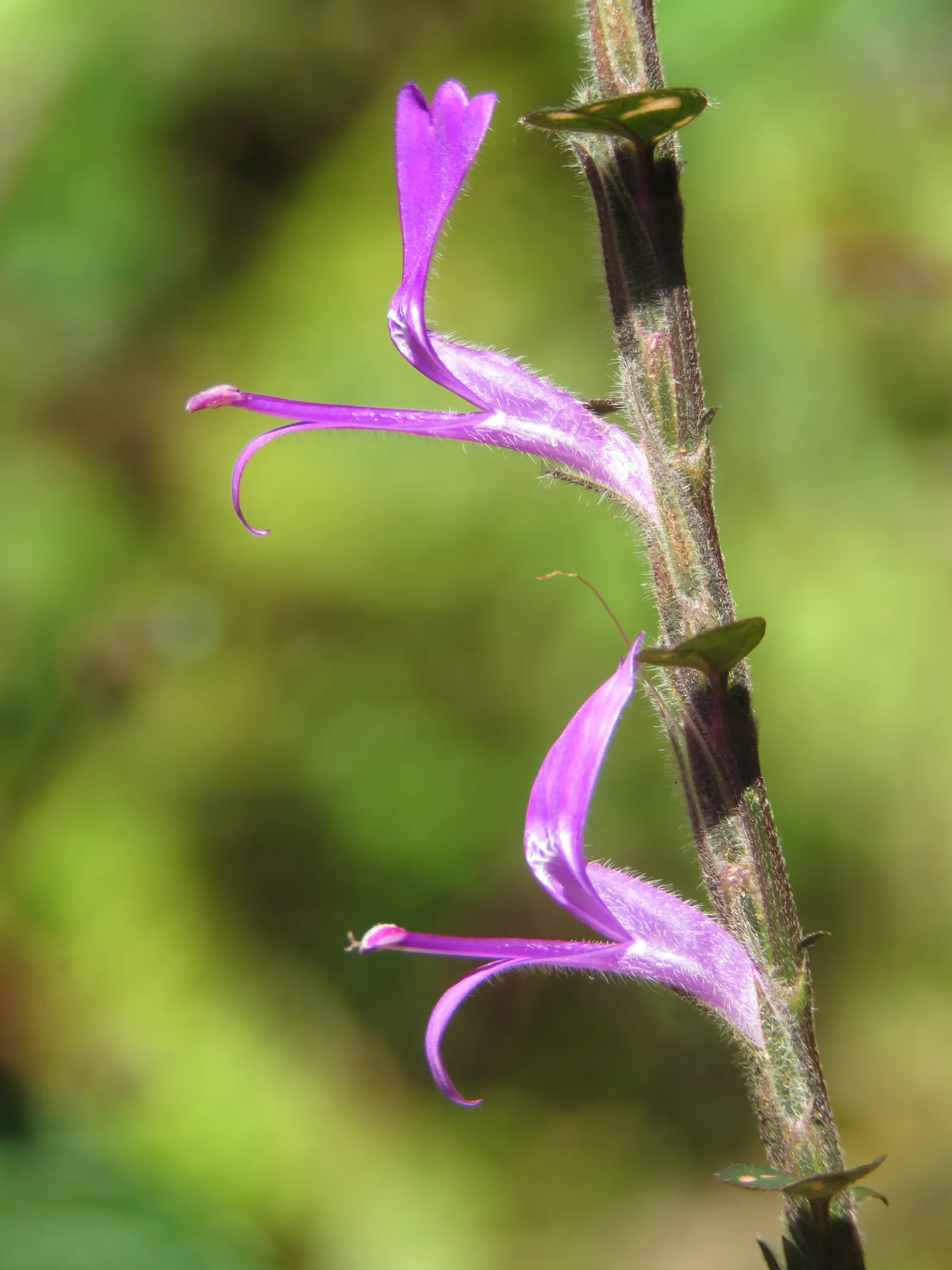 Polka Dot Plant (Hypoestes Phyllostachya) — perennial for half or shade; however, providing a bit of extra care during the hotter months will help, image 51