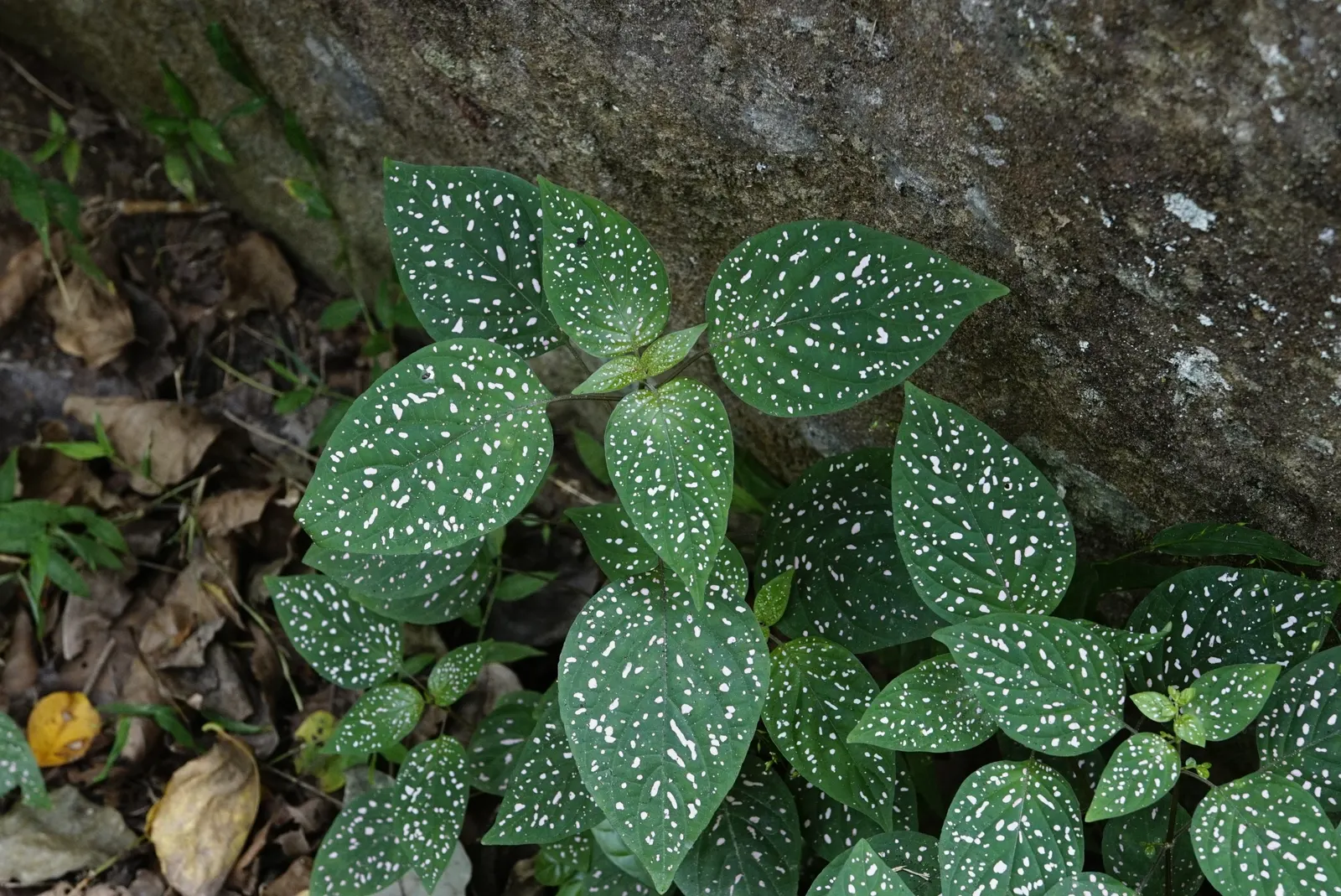 Polka Dot Plant (Hypoestes Phyllostachya) — Ideal for accentuating borders or as a whimsical ground cover, this species thrives in U.S, image 71