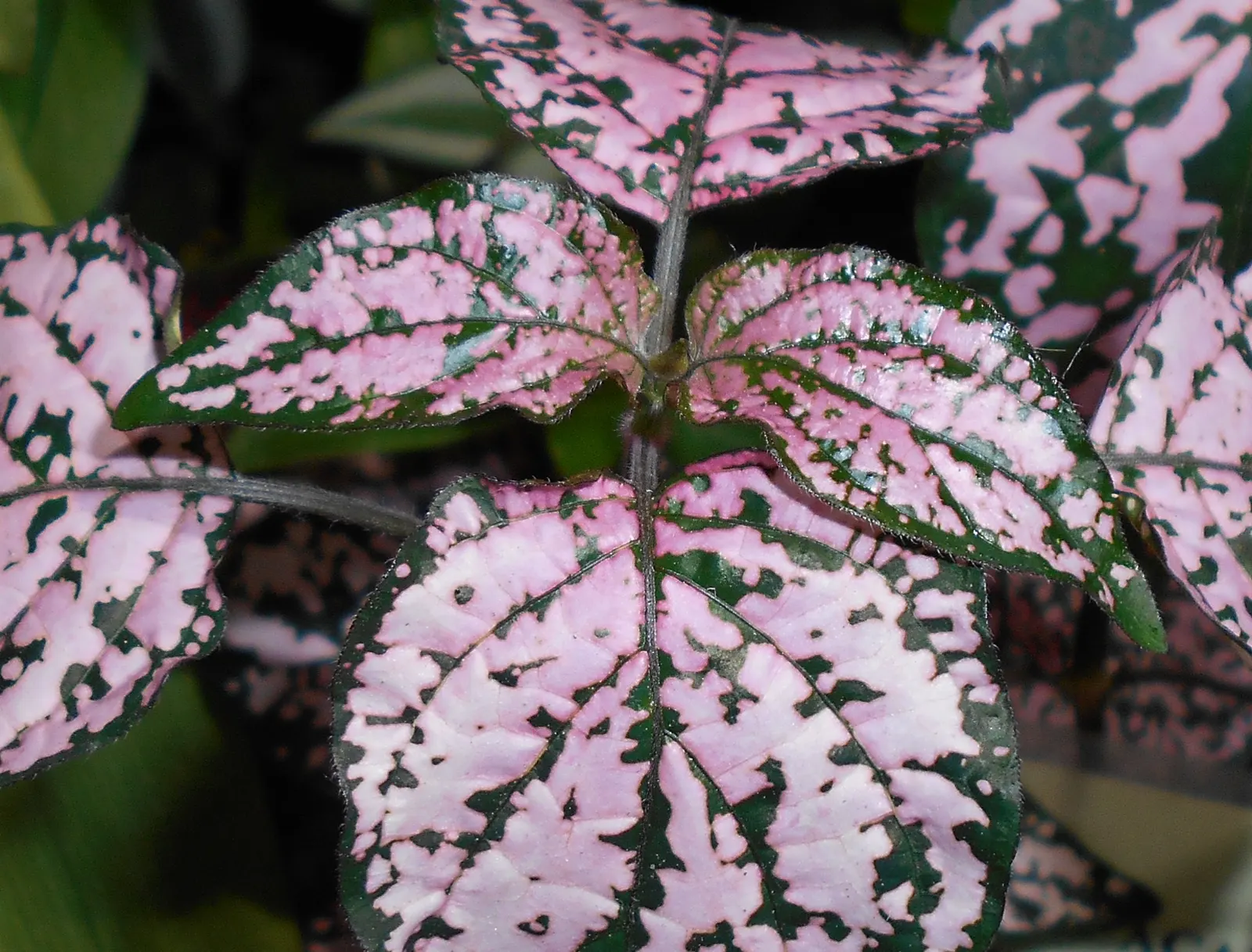 Polka Dot Plant (Hypoestes Phyllostachya) — making it a striking addition to any landscape design