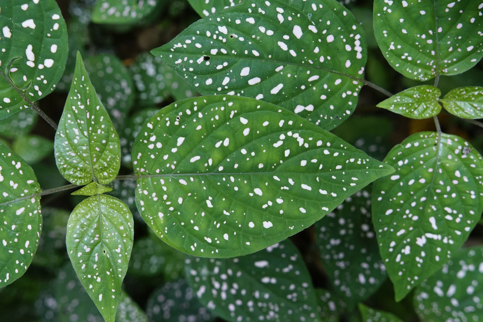 Polka Dot Plant (Hypoestes Phyllostachya) — beds or as an underplanting for larger shrubs.<br><br>With an average height and spread of 18 to 24, image 60