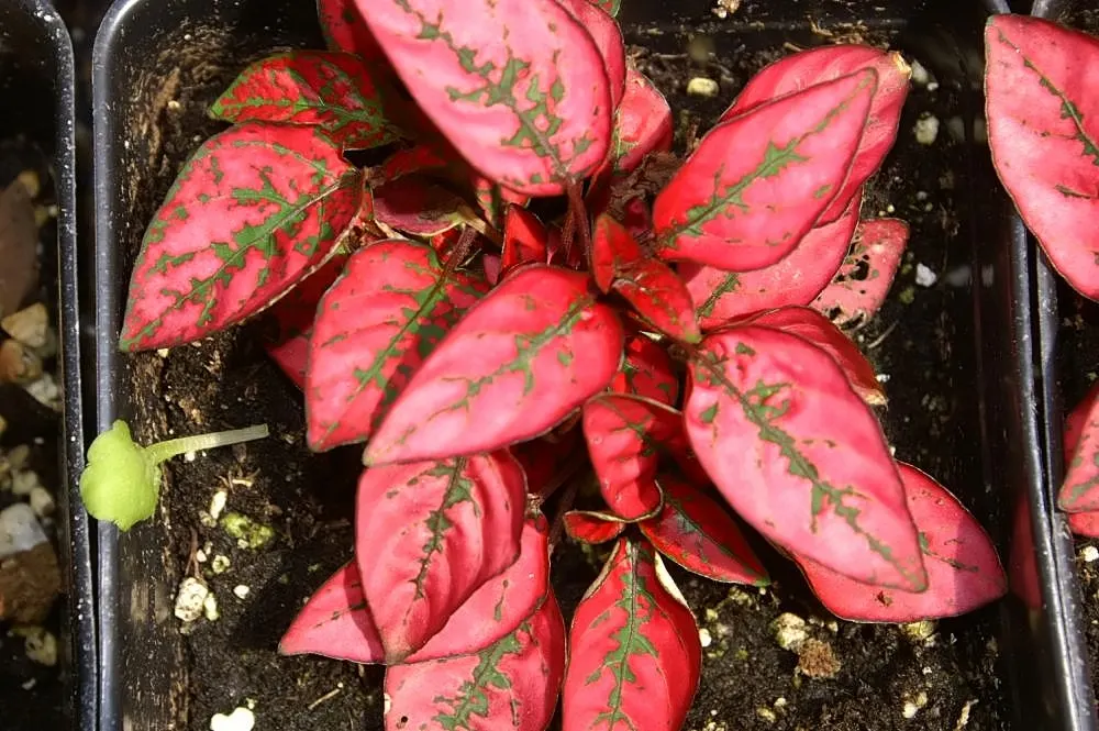 Polka Dot Plant (Hypoestes Phyllostachya) — eye-catching foliage plant featuring leaves dappled in shades of pink; regular pruning encourages a, image 35