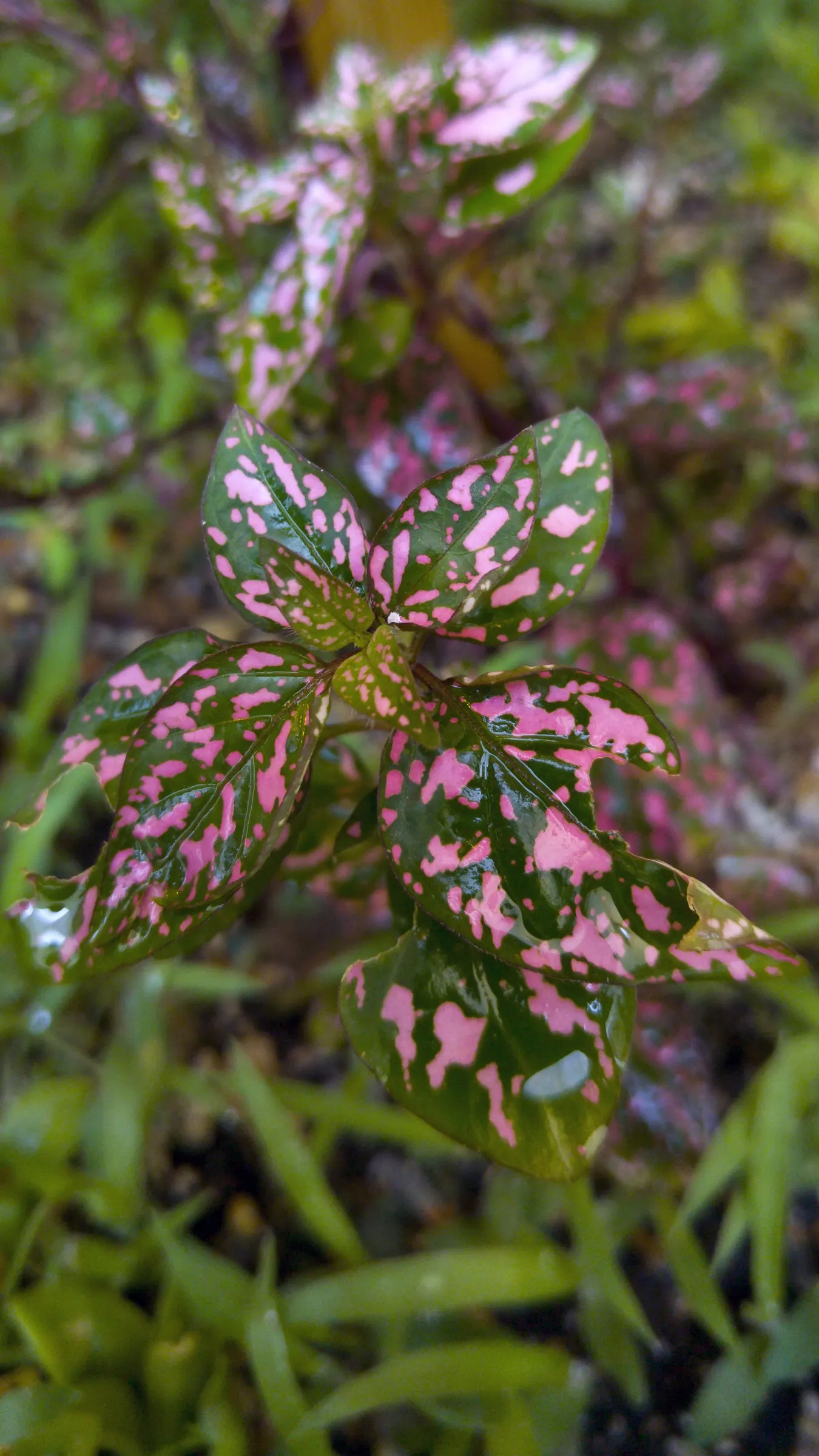 Polka Dot Plant (Hypoestes Phyllostachya) — oval leaves - measuring about 2 inches long - are sprinkled with spots that may come in shades of pink, image 79
