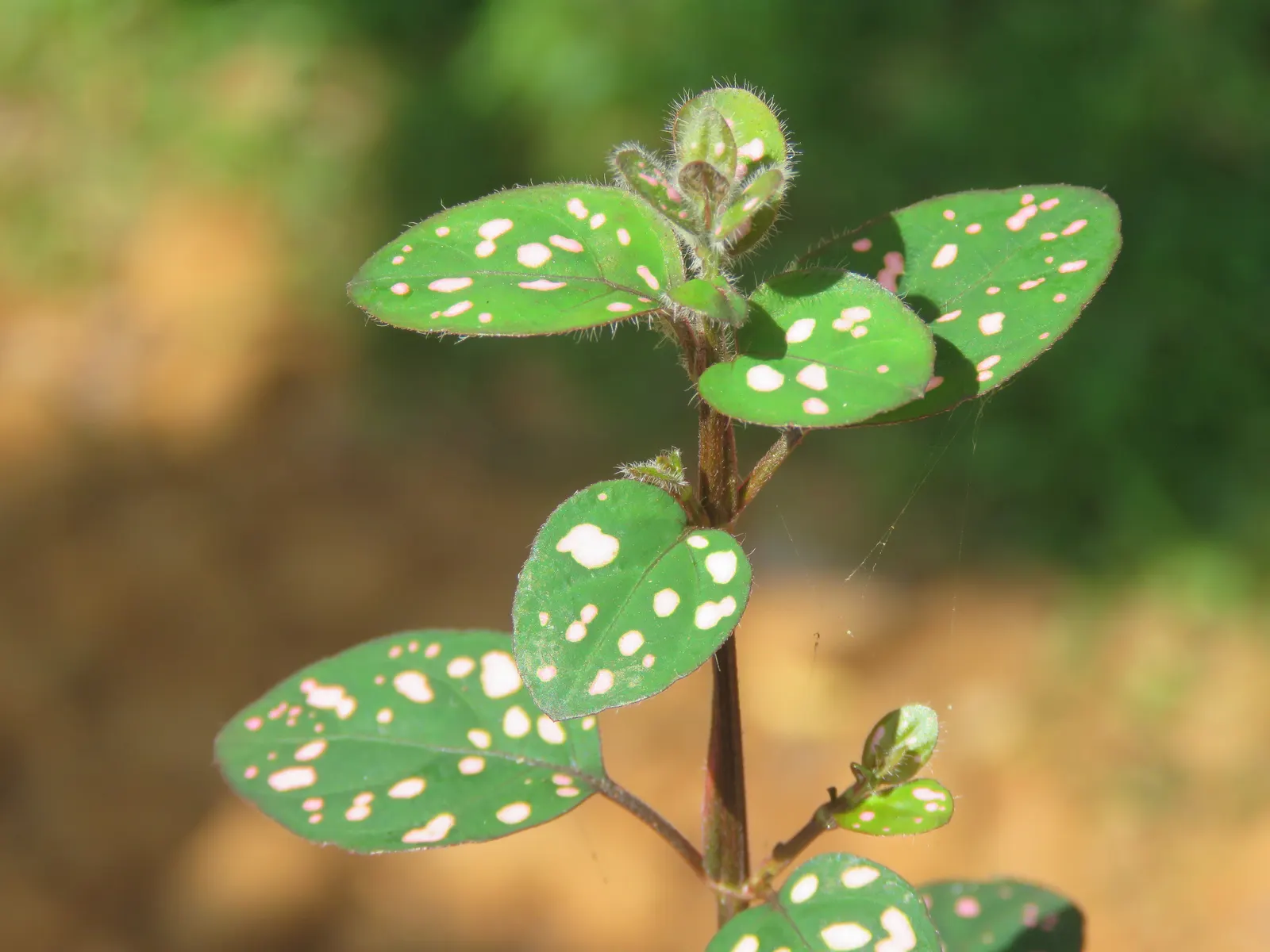 Polka Dot Plant (Hypoestes Phyllostachya) — oval leaves - measuring about 2 inches long - are sprinkled with spots that may come in shades of pink, image 62