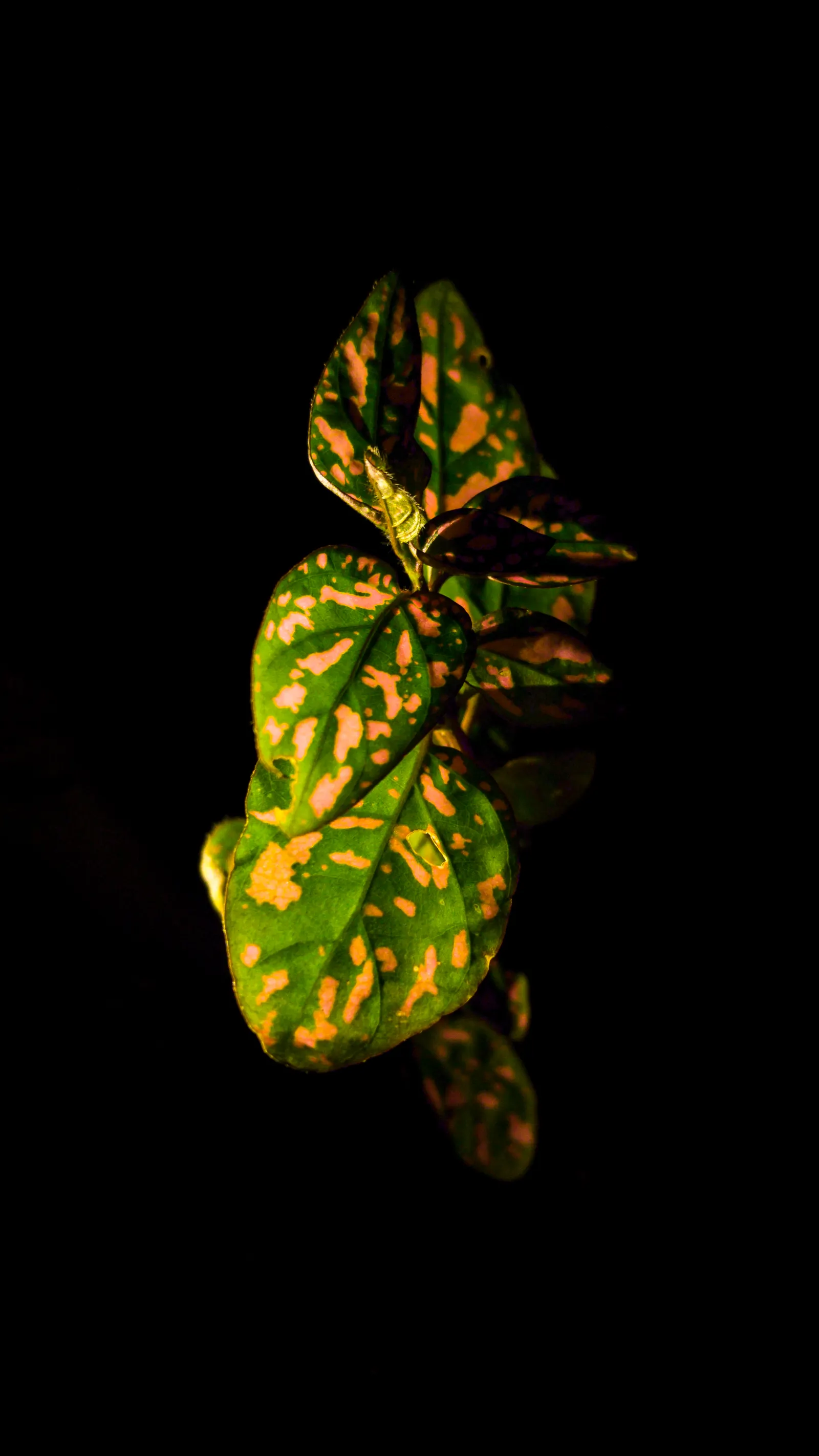 Polka Dot Plant (Hypoestes Phyllostachya) — eye-catching foliage plant featuring leaves dappled in shades of pink; regular pruning encourages a compact