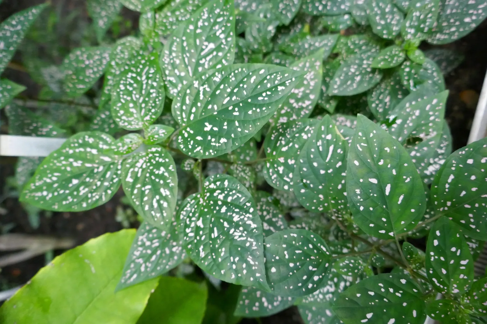 Polka Dot Plant (Hypoestes Phyllostachya) — beds or as an underplanting for larger shrubs.<br><br>With an average height and spread of 18 to 24 inches
