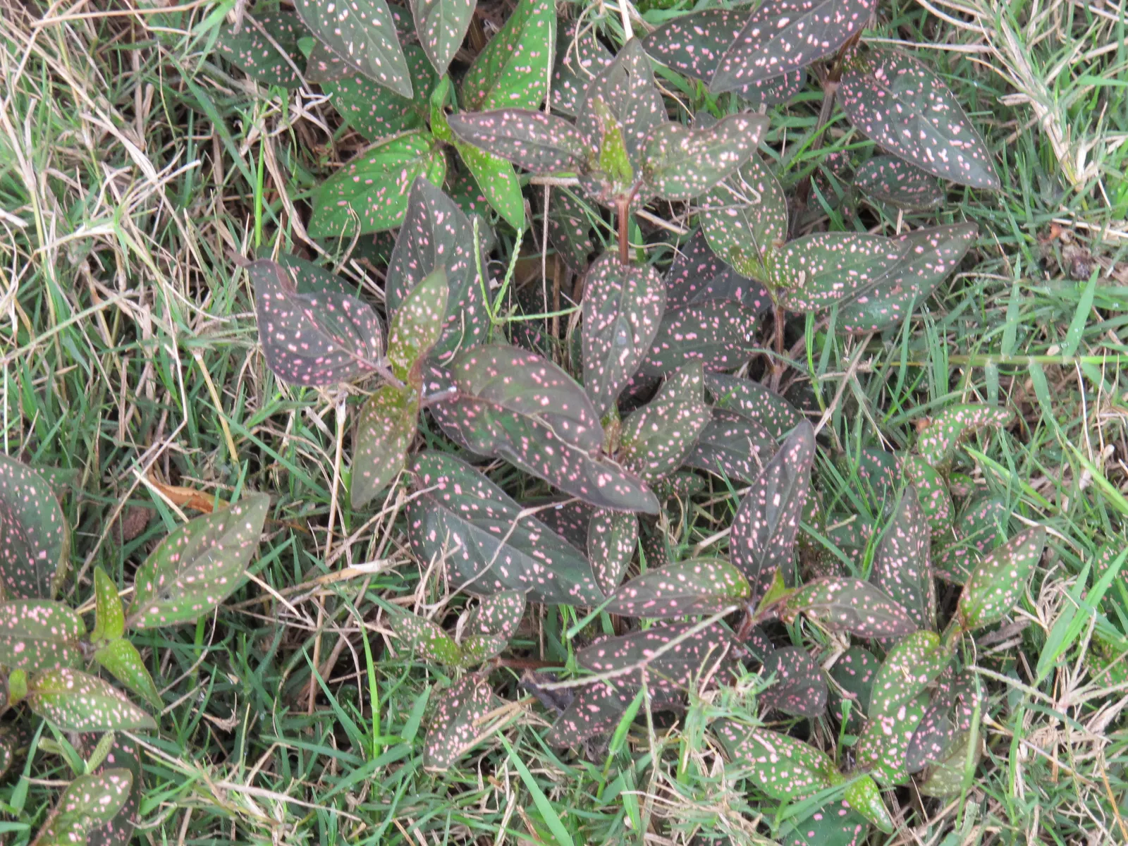 Polka Dot Plant (Hypoestes Phyllostachya) — essential to maintaining its decorative appeal in a landscape design; or as an accent in container, image 39