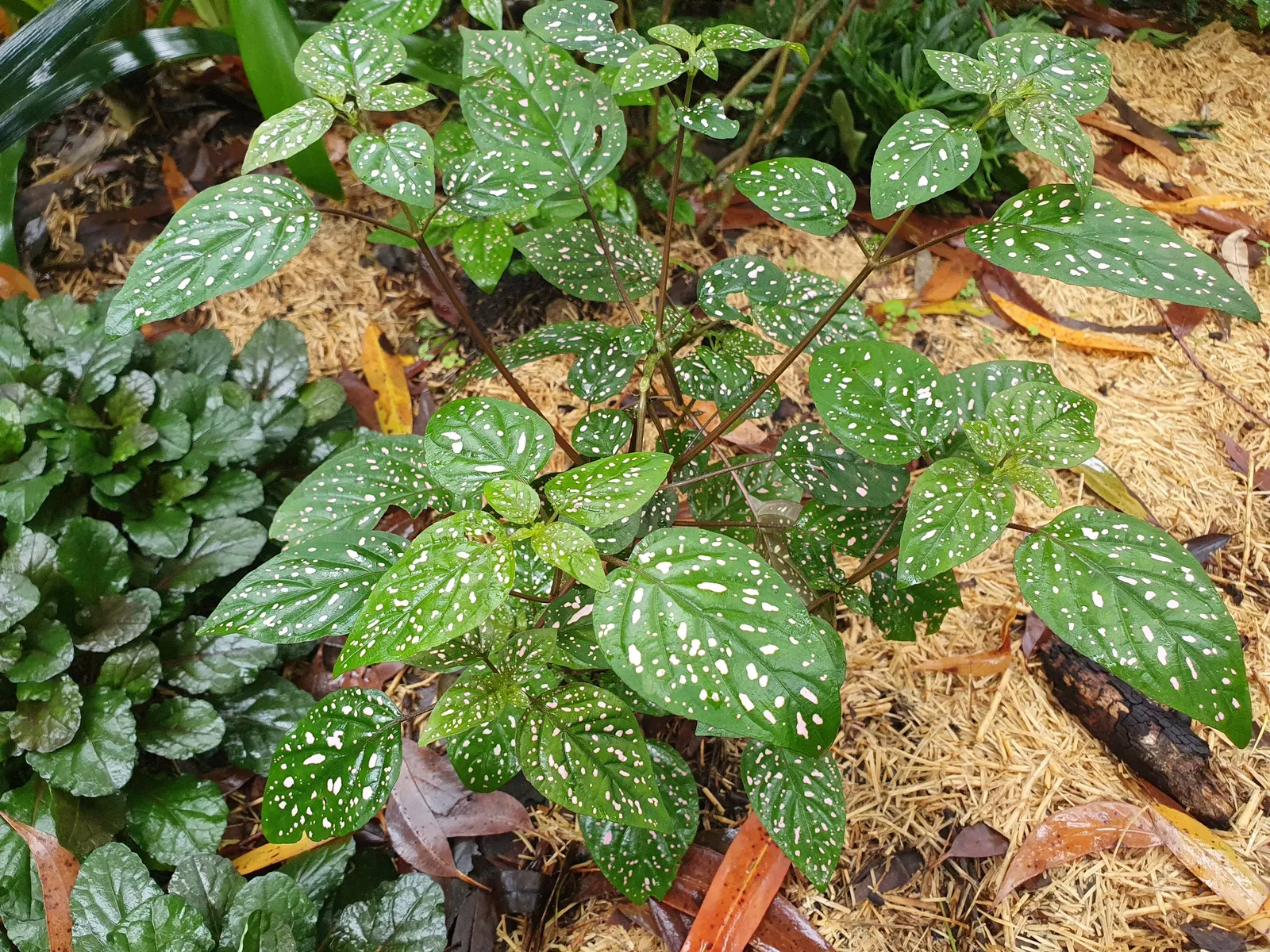 Polka Dot Plant (Hypoestes Phyllostachya) — However, providing a bit of extra care during the hotter months will help maintain its lush appearance, image 82