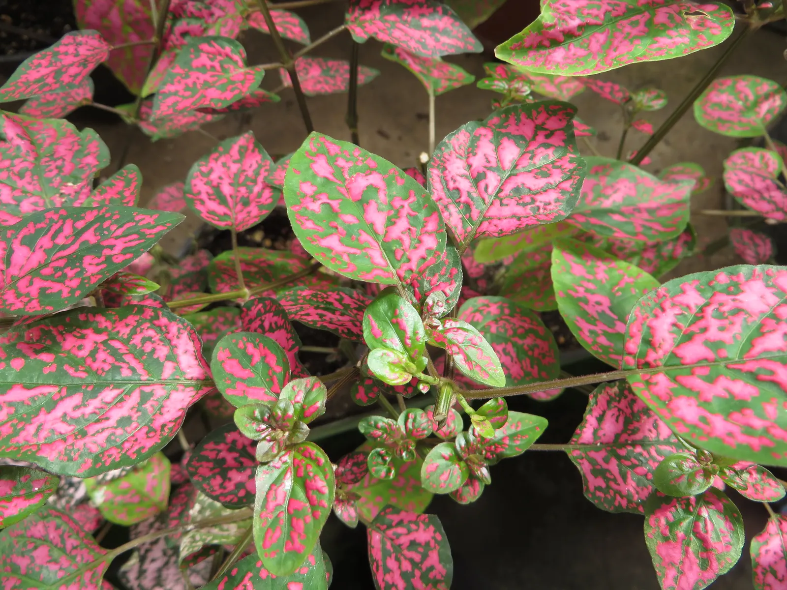 Polka Dot Plant (Hypoestes Phyllostachya) — or as an accent in container arrangements; perennial for half or shade