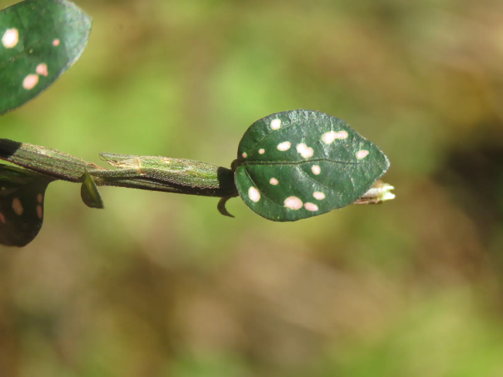 Polka Dot Plant (Hypoestes Phyllostachya) — this colorful perennial is typically utilized for visual contrast in borders; it grows 1-2 feet tall, image 76