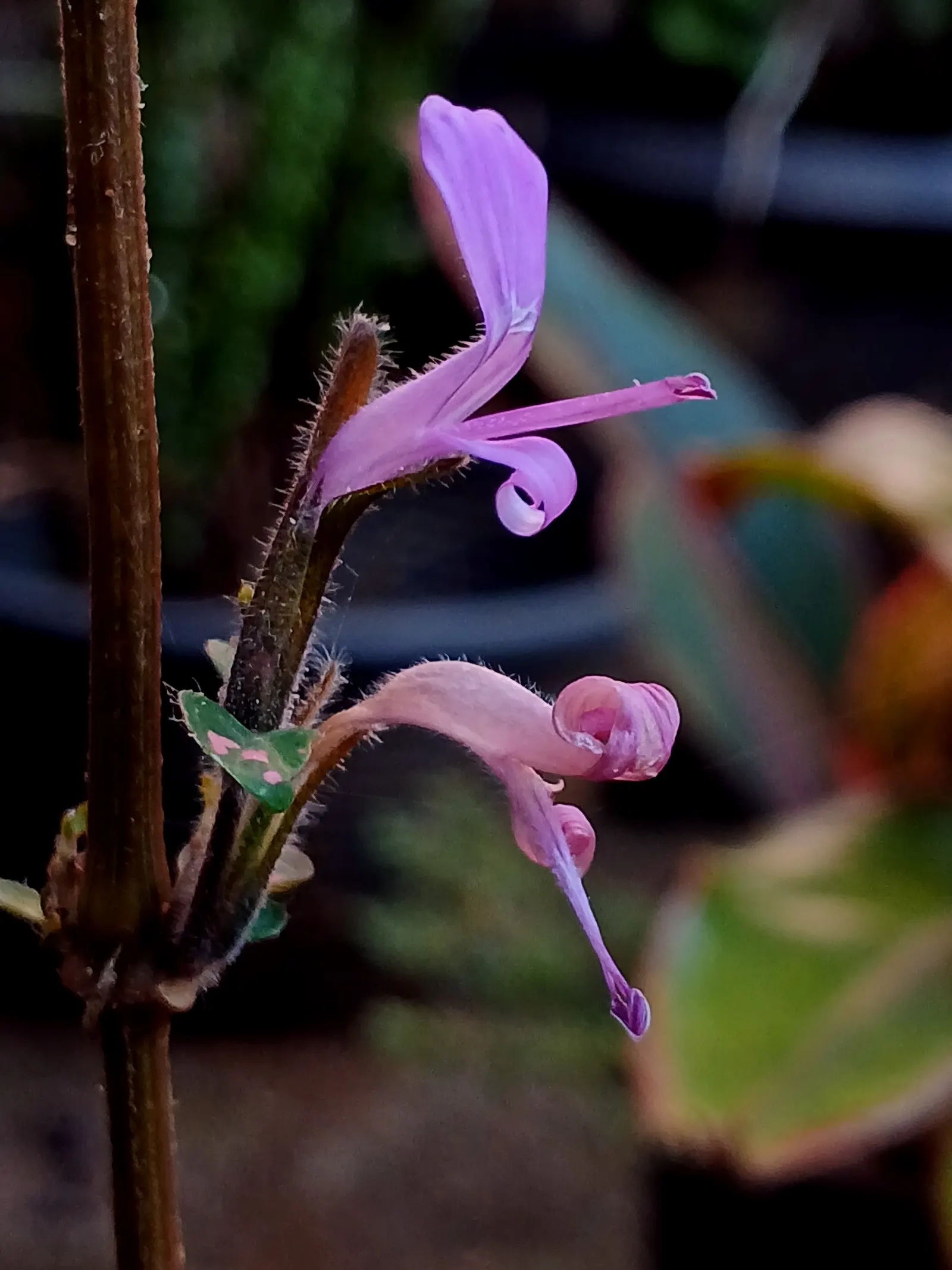 Polka Dot Plant (Hypoestes Phyllostachya) — Regular pruning encourages a compact; this colorful perennial is typically utilized for visual contrast, image 38
