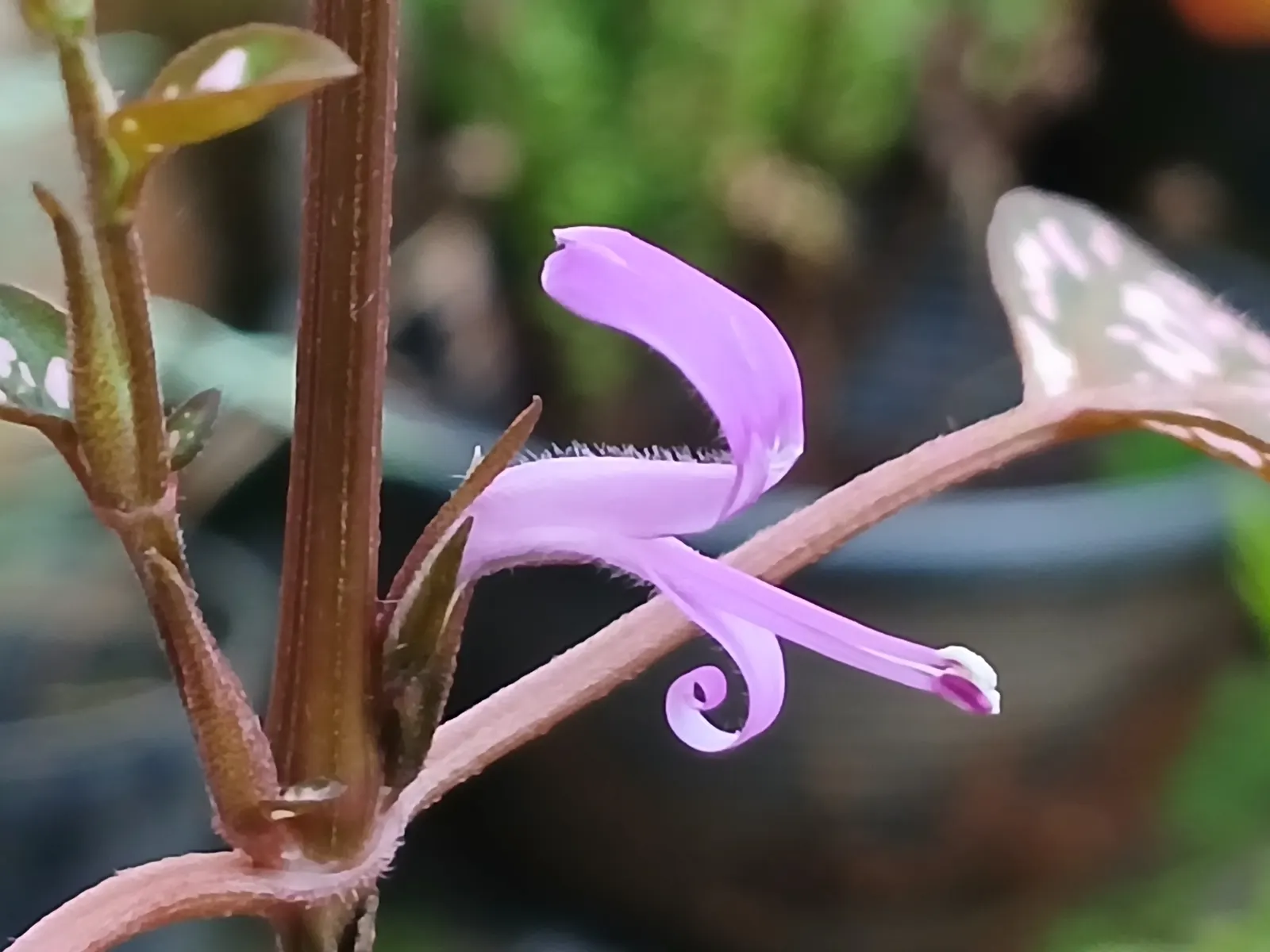 Polka Dot Plant (Hypoestes Phyllostachya) — beds or as an underplanting for larger shrubs.<br><br>With an average height and spread of 18 to 24, image 26