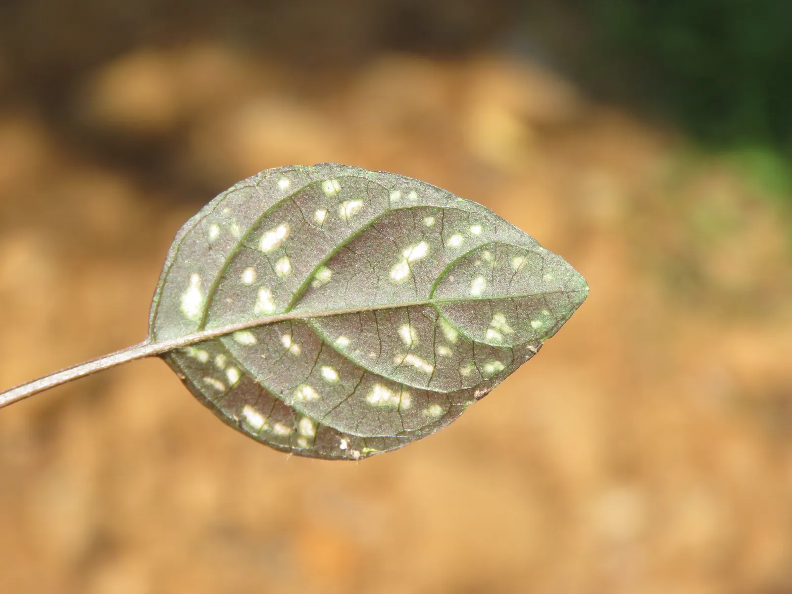 Polka Dot Plant (Hypoestes Phyllostachya) — the Polka Dot Plant adds a mid-level layer of texture to your garden space; its compact size also makes, image 44