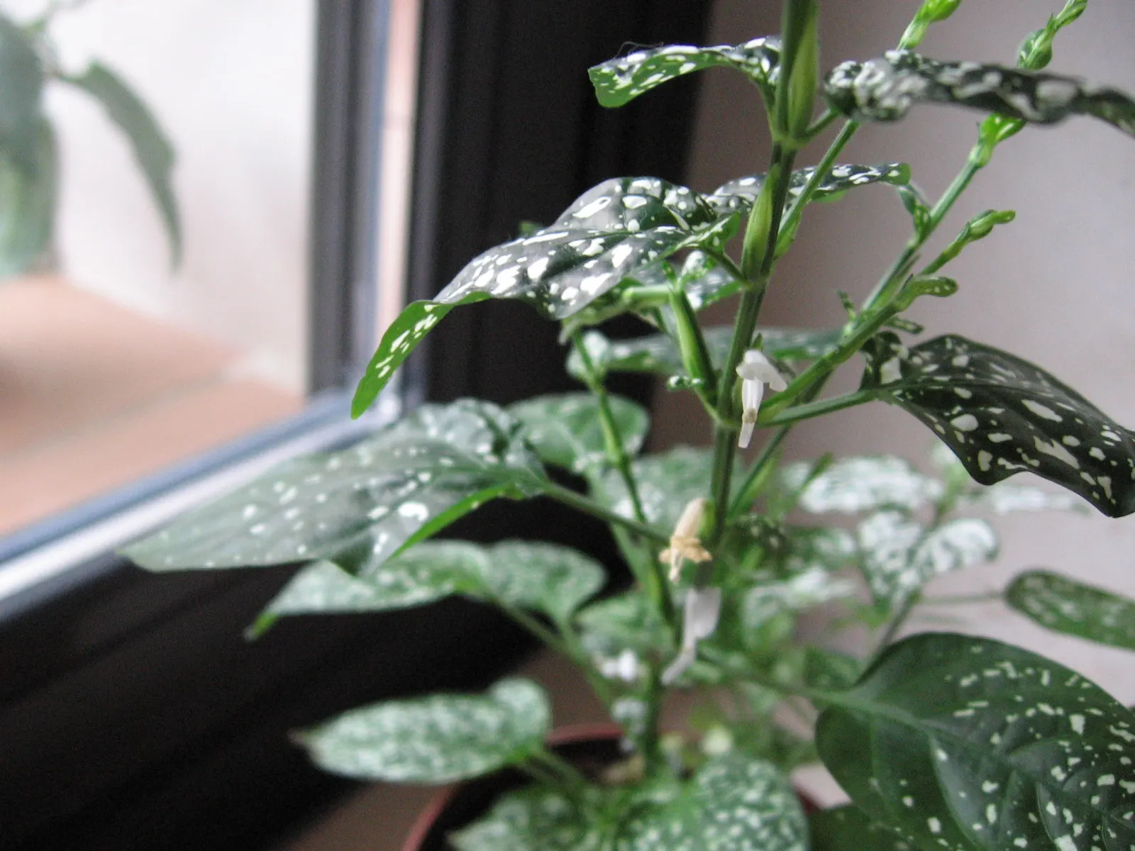 Polka Dot Plant (Hypoestes Phyllostachya) — However, providing a bit of extra care during the hotter months will help maintain its lush appearance