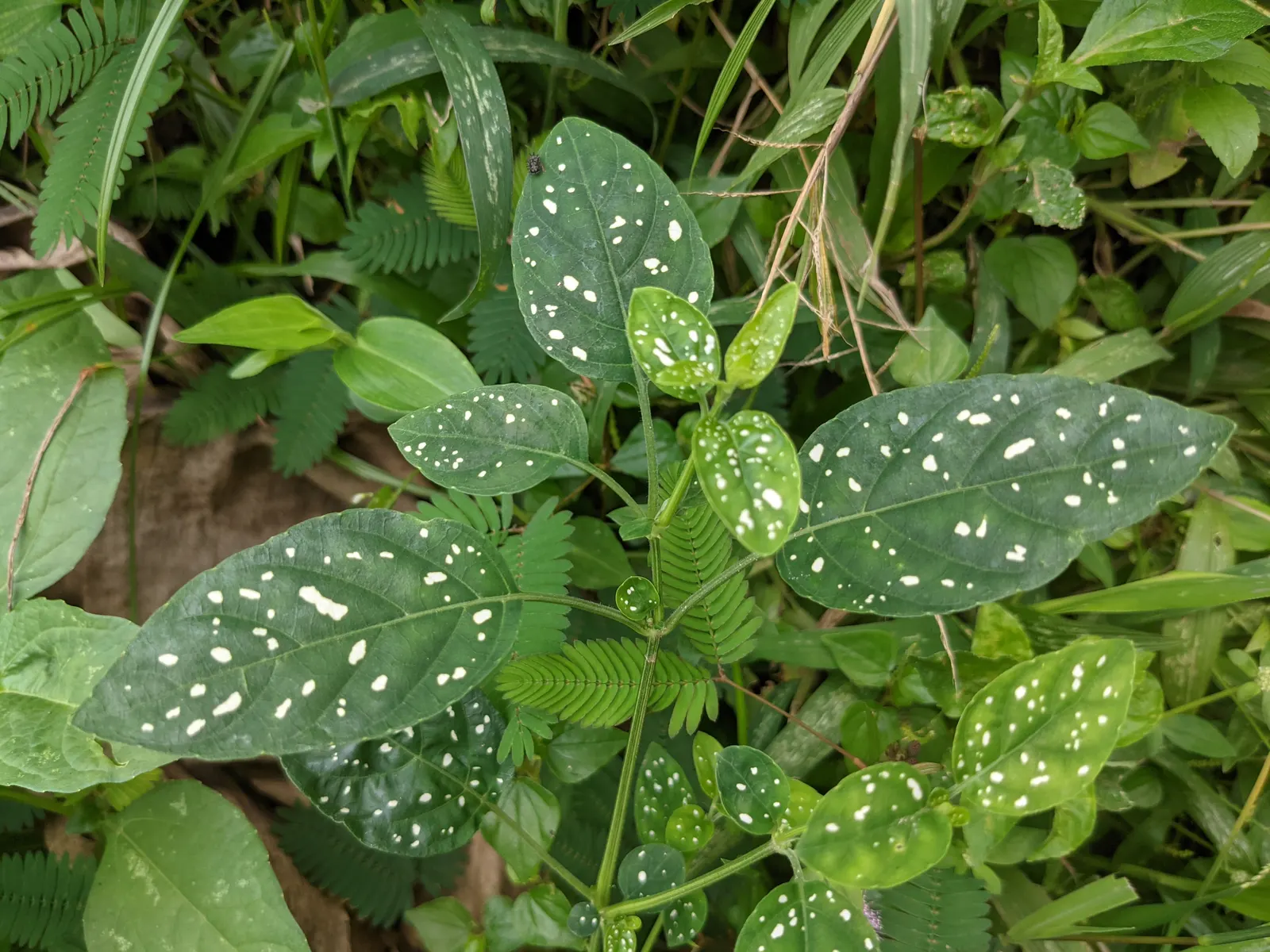 Polka Dot Plant (Hypoestes Phyllostachya) — Regular pruning encourages a compact; this colorful perennial is typically utilized for visual contrast, image 89