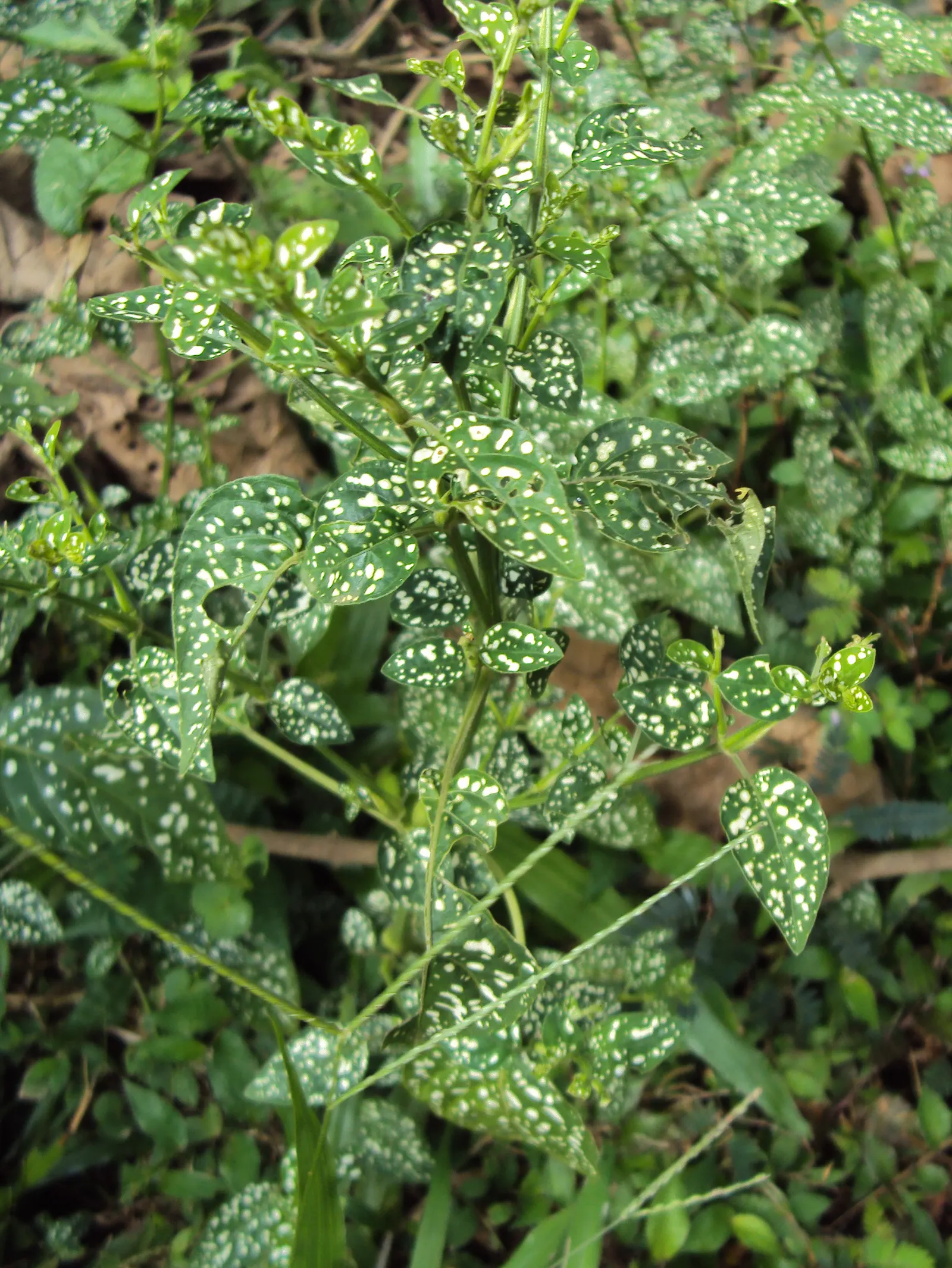Polka Dot Plant (Hypoestes Phyllostachya) — eye-catching foliage plant featuring leaves dappled in shades of pink; regular pruning encourages a, image 52