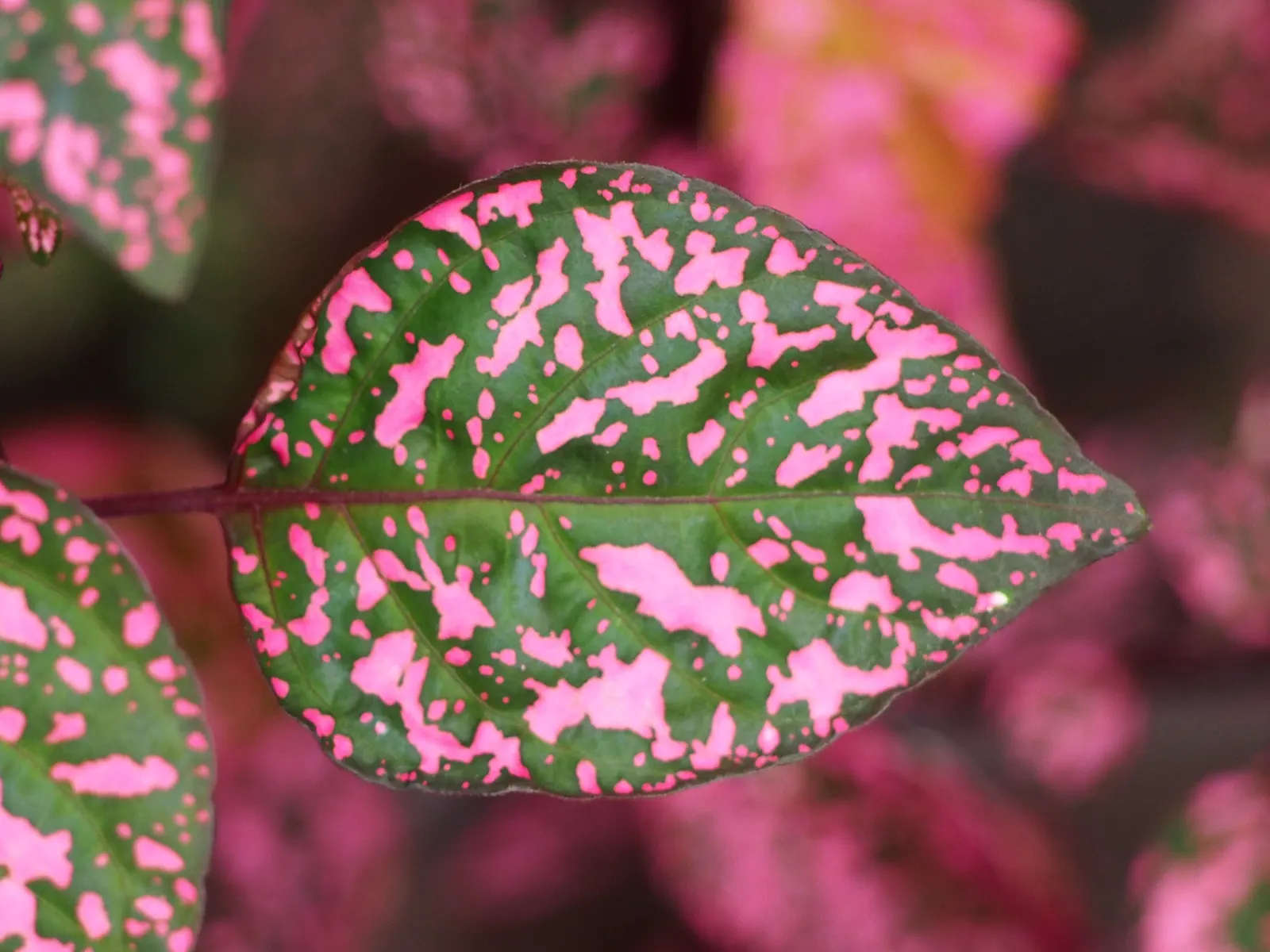 Polka Dot Plant (Hypoestes Phyllostachya) — as too much direct sunlight can fade its vibrant colors; ideal for accentuating borders or as a, image 64