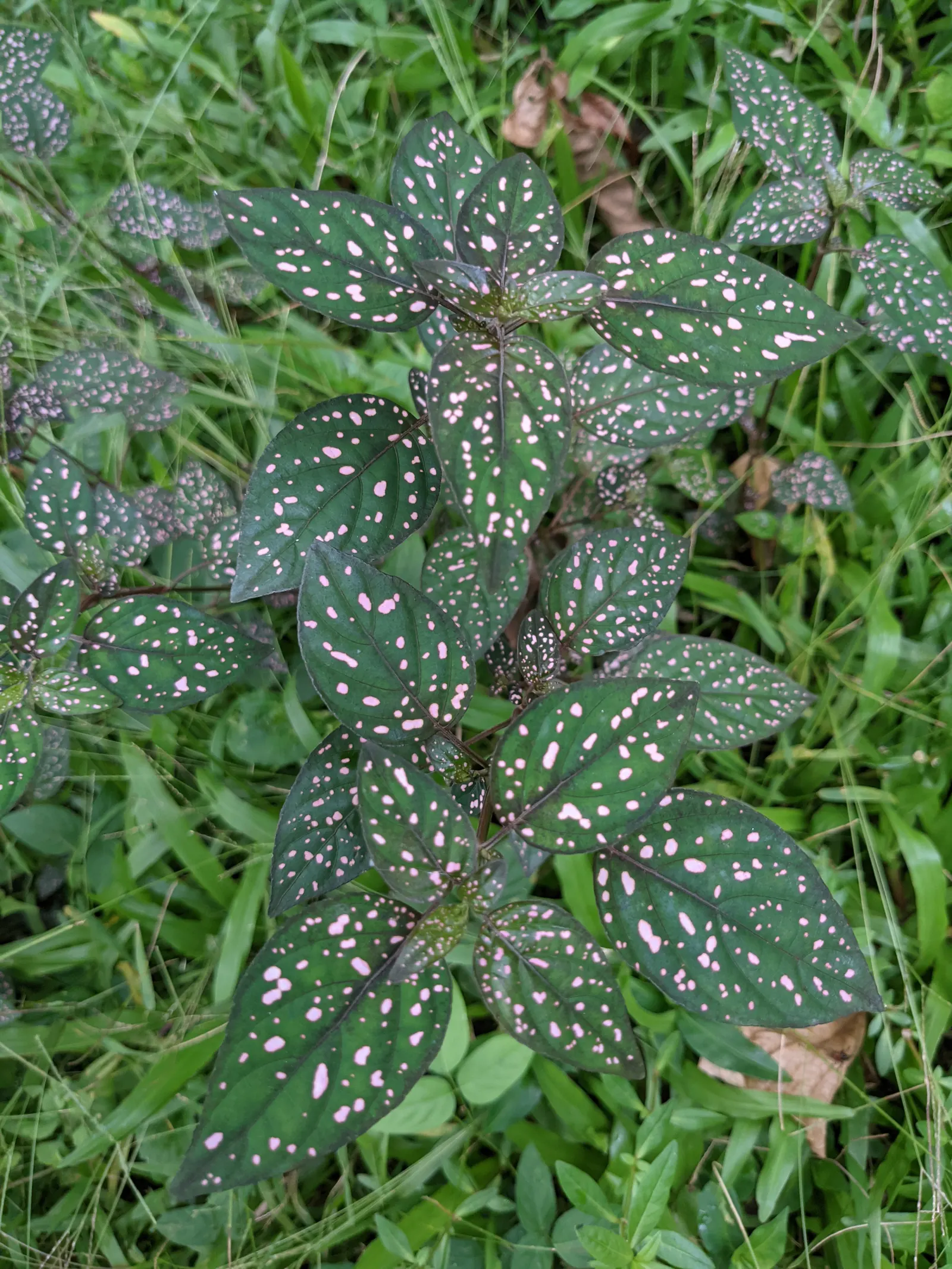 Polka Dot Plant (Hypoestes Phyllostachya) — Originating from Madagascar; the Polka Dot Plant prefers partial shade, image 92