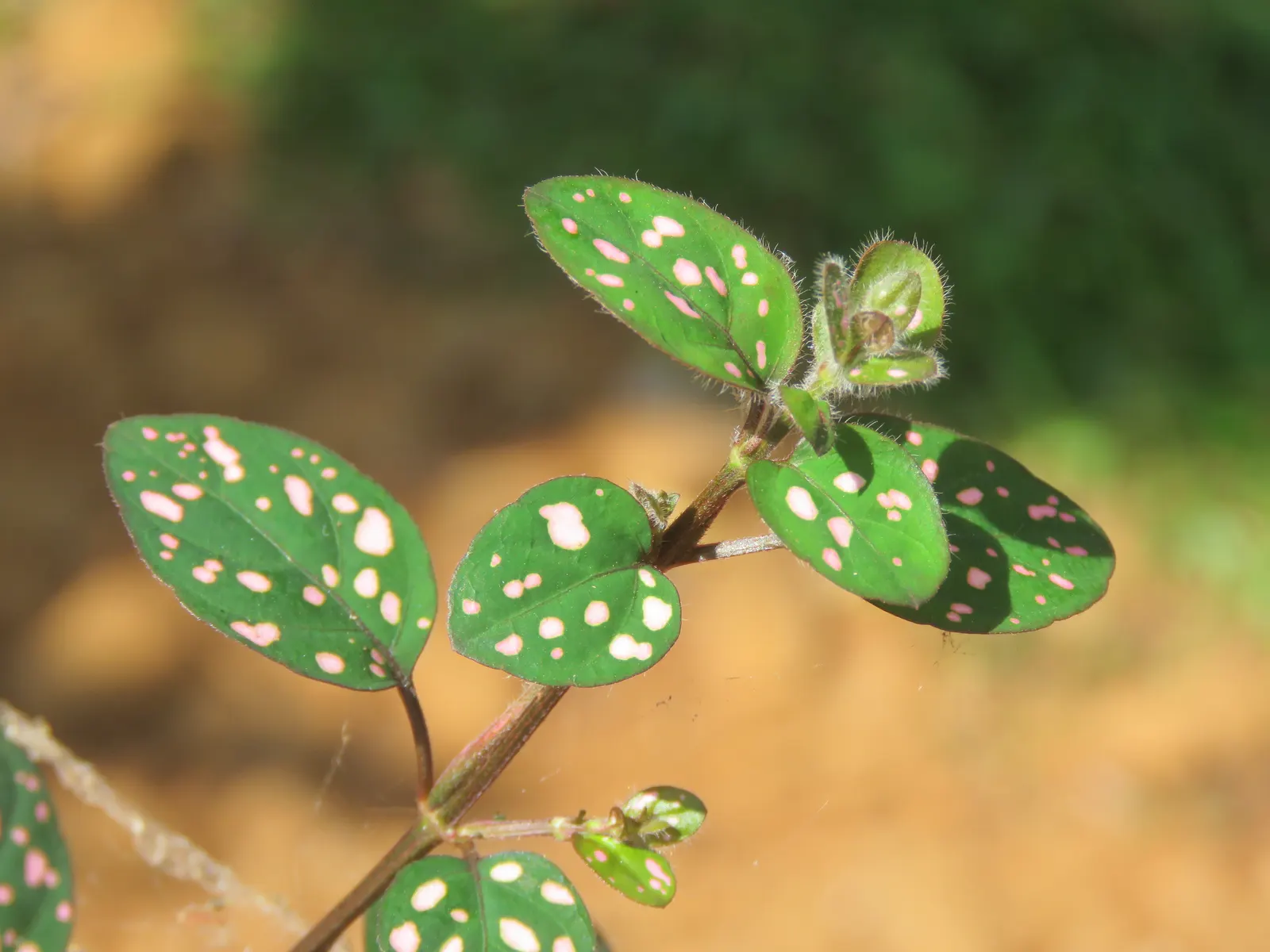 Polka Dot Plant (Hypoestes Phyllostachya) — essential to maintaining its decorative appeal in a landscape design