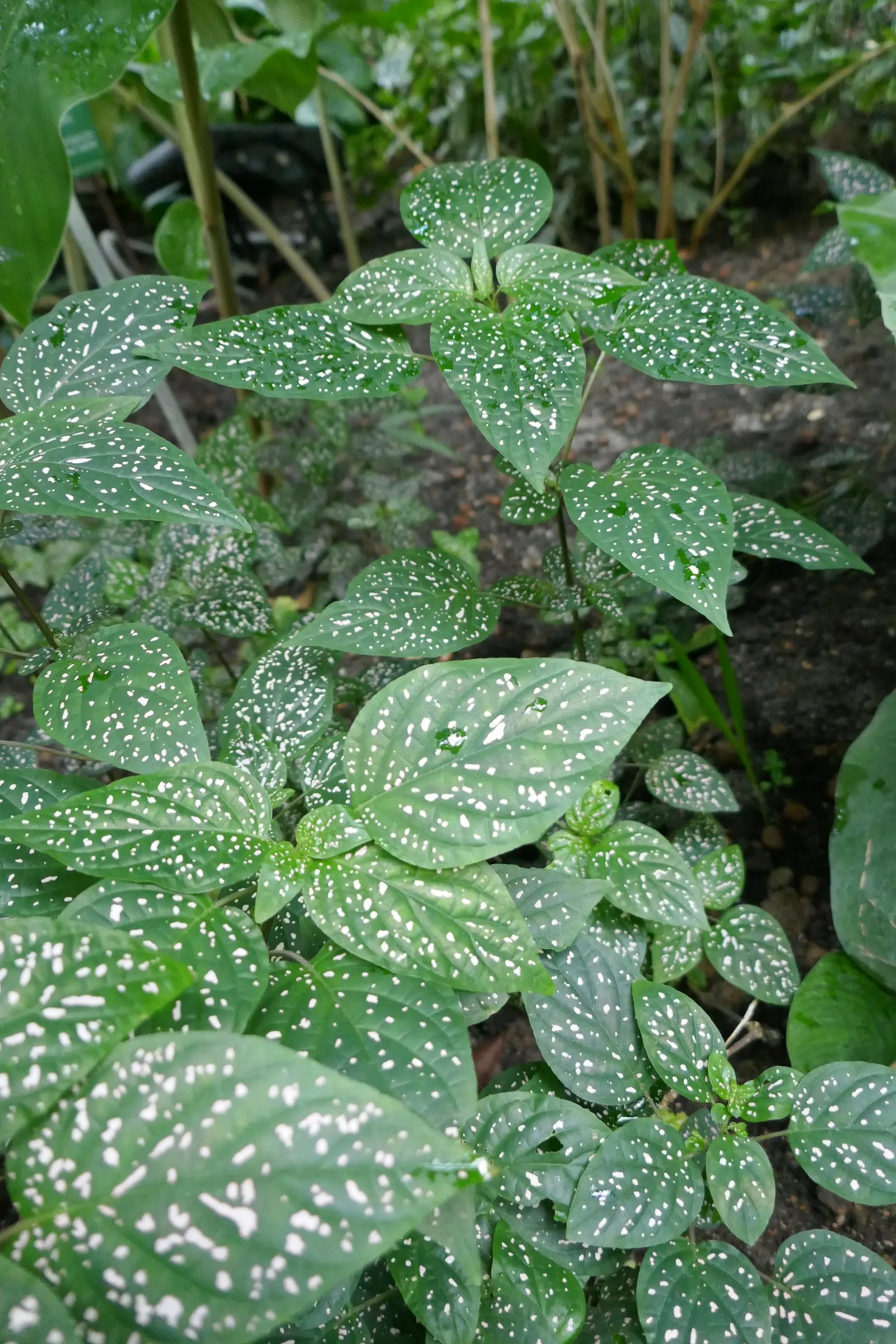 Polka Dot Plant (Hypoestes Phyllostachya) — making it a striking addition to any landscape design; essential to maintaining its decorative appeal in a