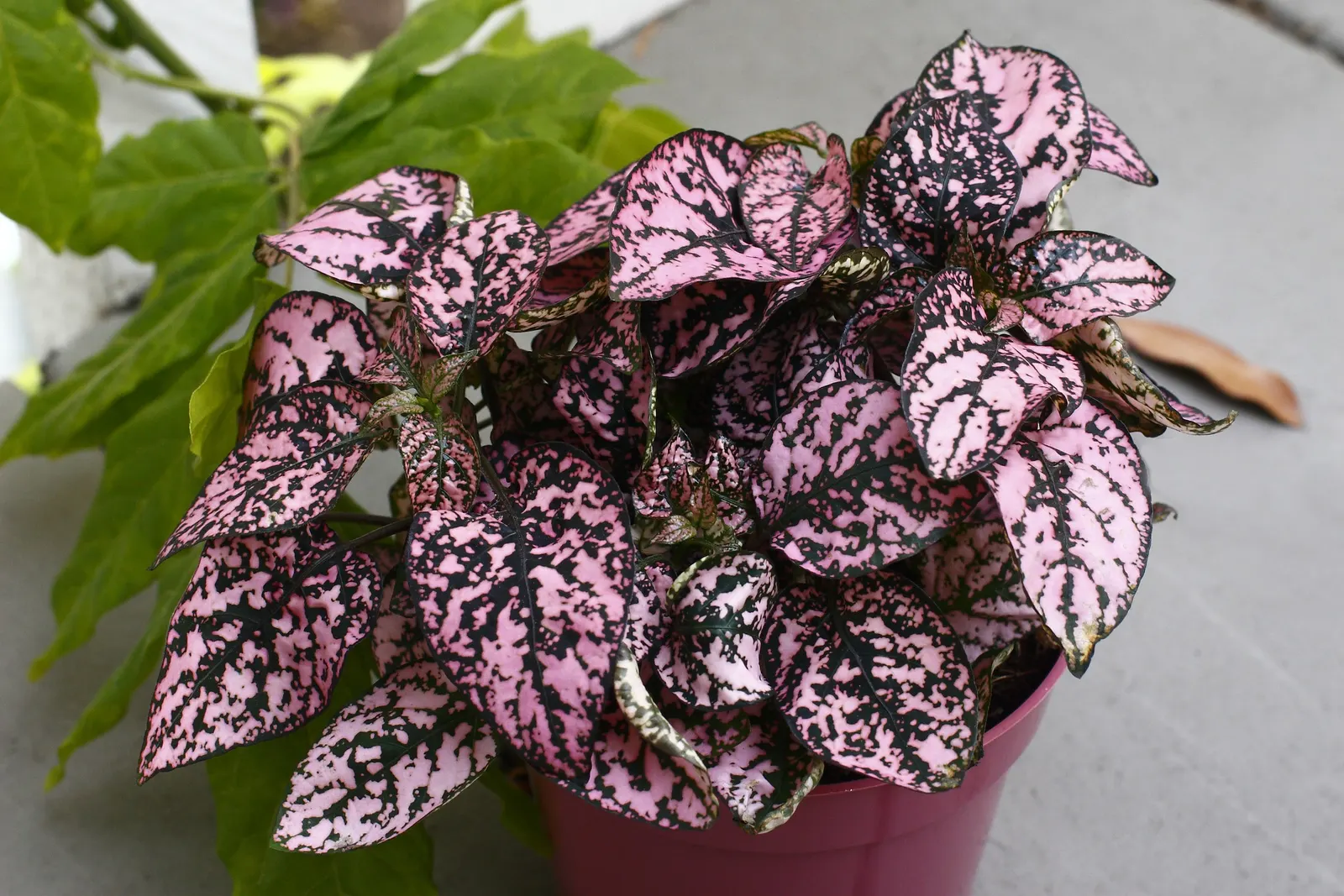 Polka Dot Plant (Hypoestes Phyllostachya) — the Polka Dot Plant prefers partial shade; as too much direct sunlight can fade its vibrant colors, image 63