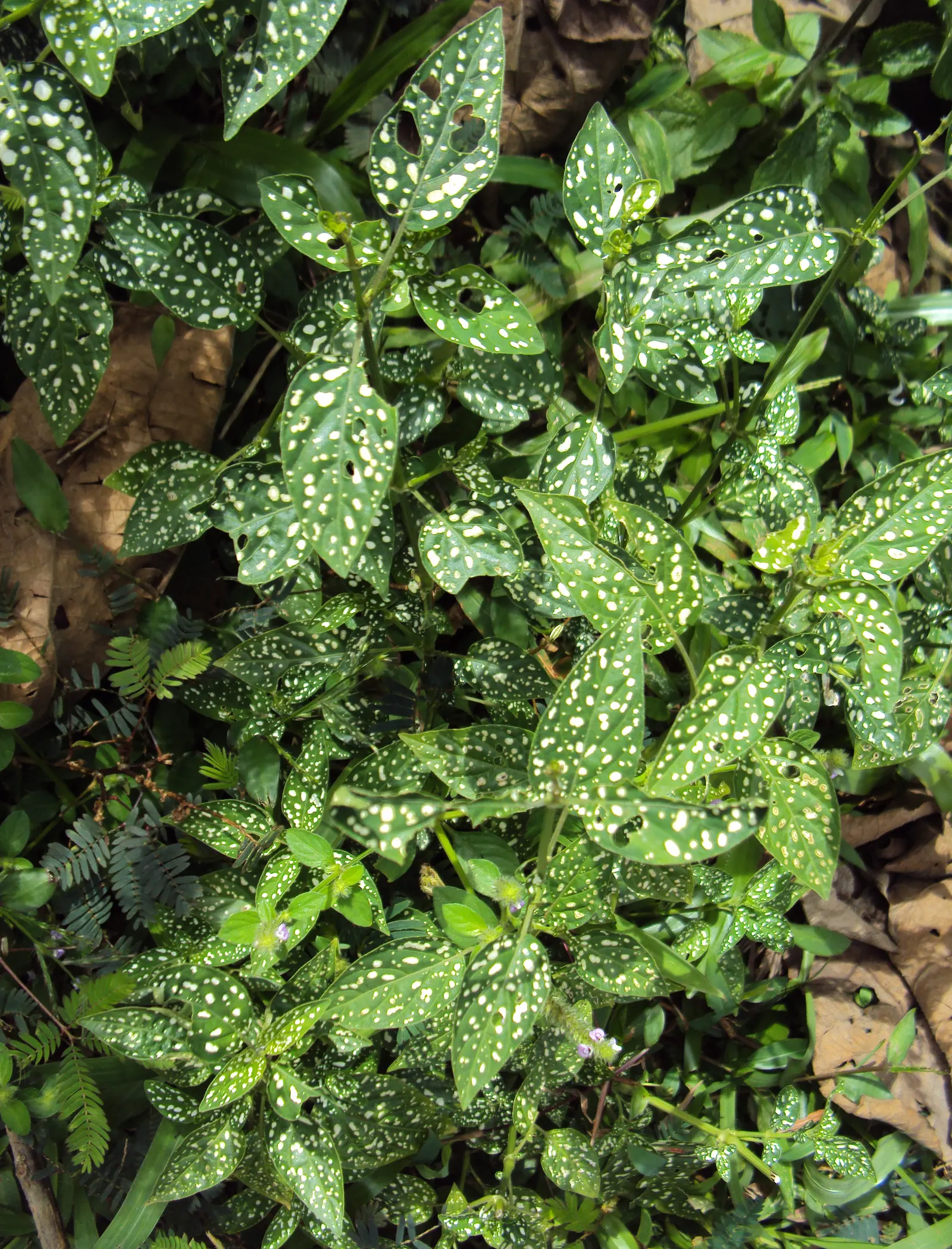 Polka Dot Plant (Hypoestes Phyllostachya) — this colorful perennial is typically utilized for visual contrast in borders; it grows 1-2 feet tall, image 42