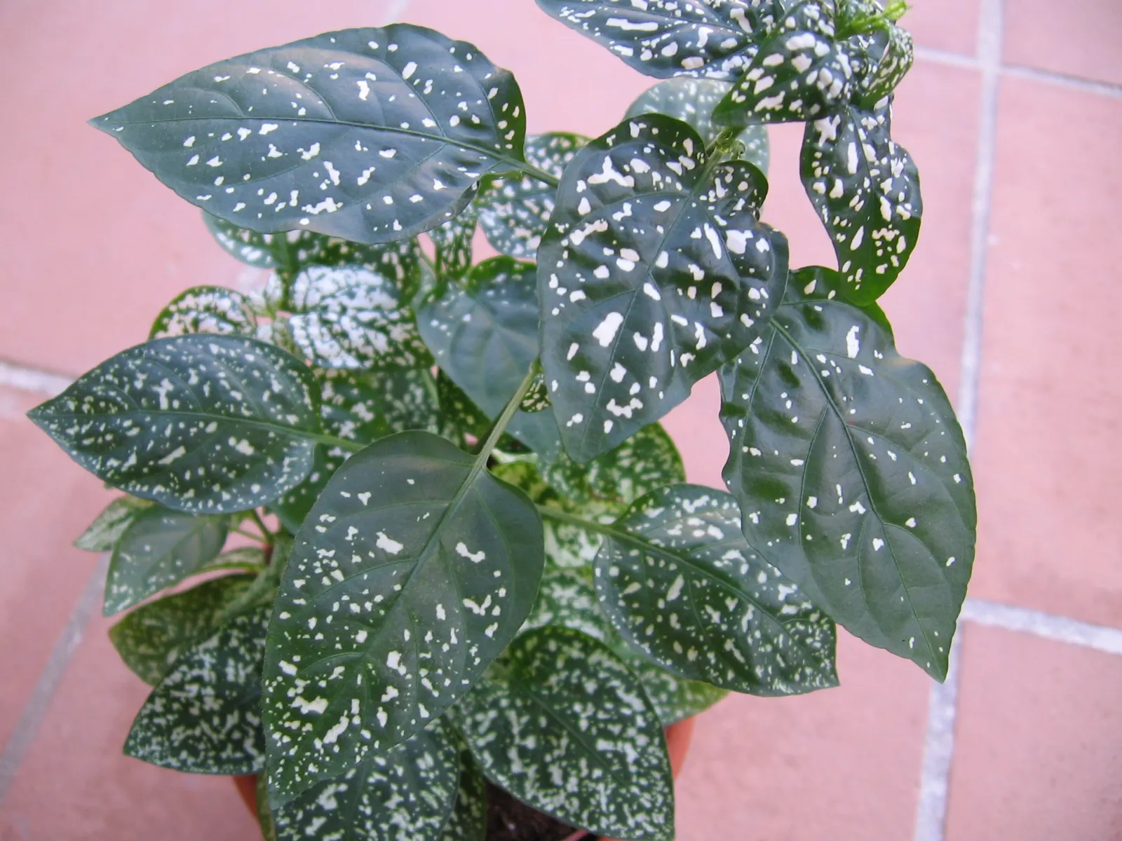 Polka Dot Plant (Hypoestes Phyllostachya) — eye-catching foliage plant featuring leaves dappled in shades of pink