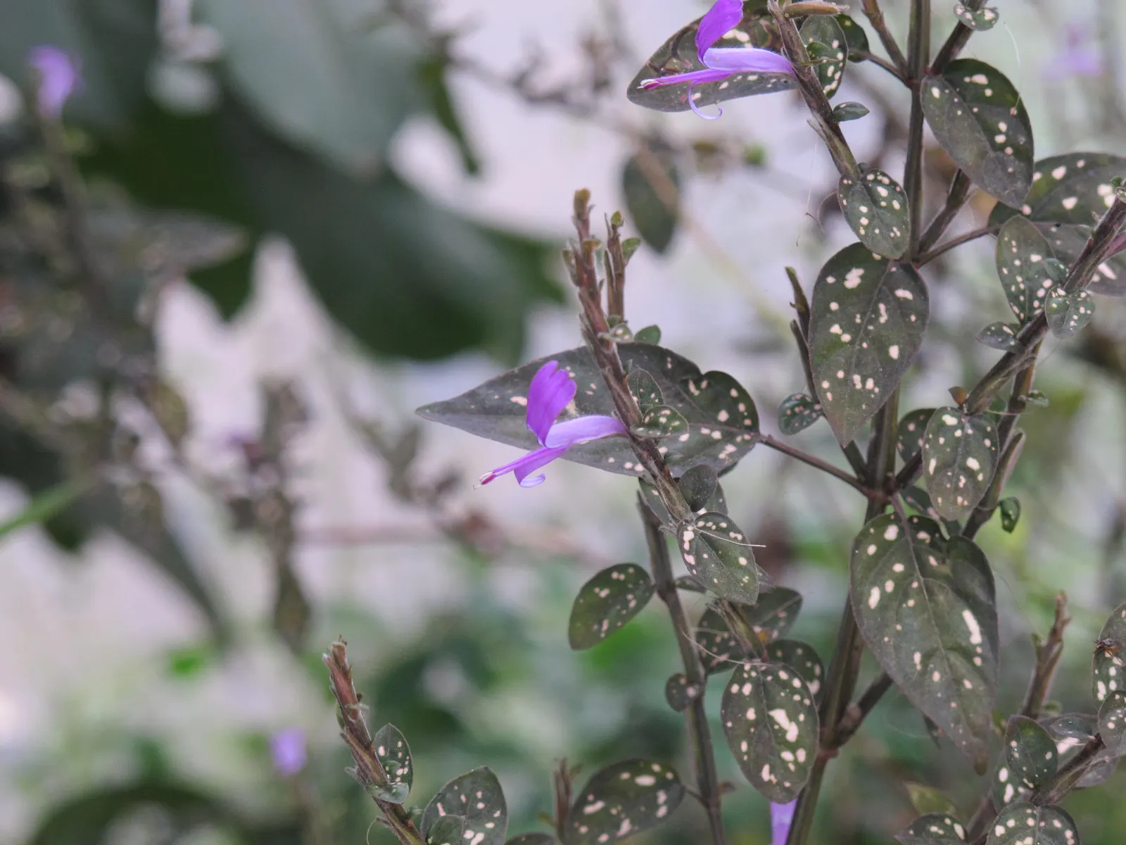 Polka Dot Plant (Hypoestes Phyllostachya) — It grows 1-2 feet tall and wide, preferring partial shade and moist soil; oval leaves - measuring about, image 87