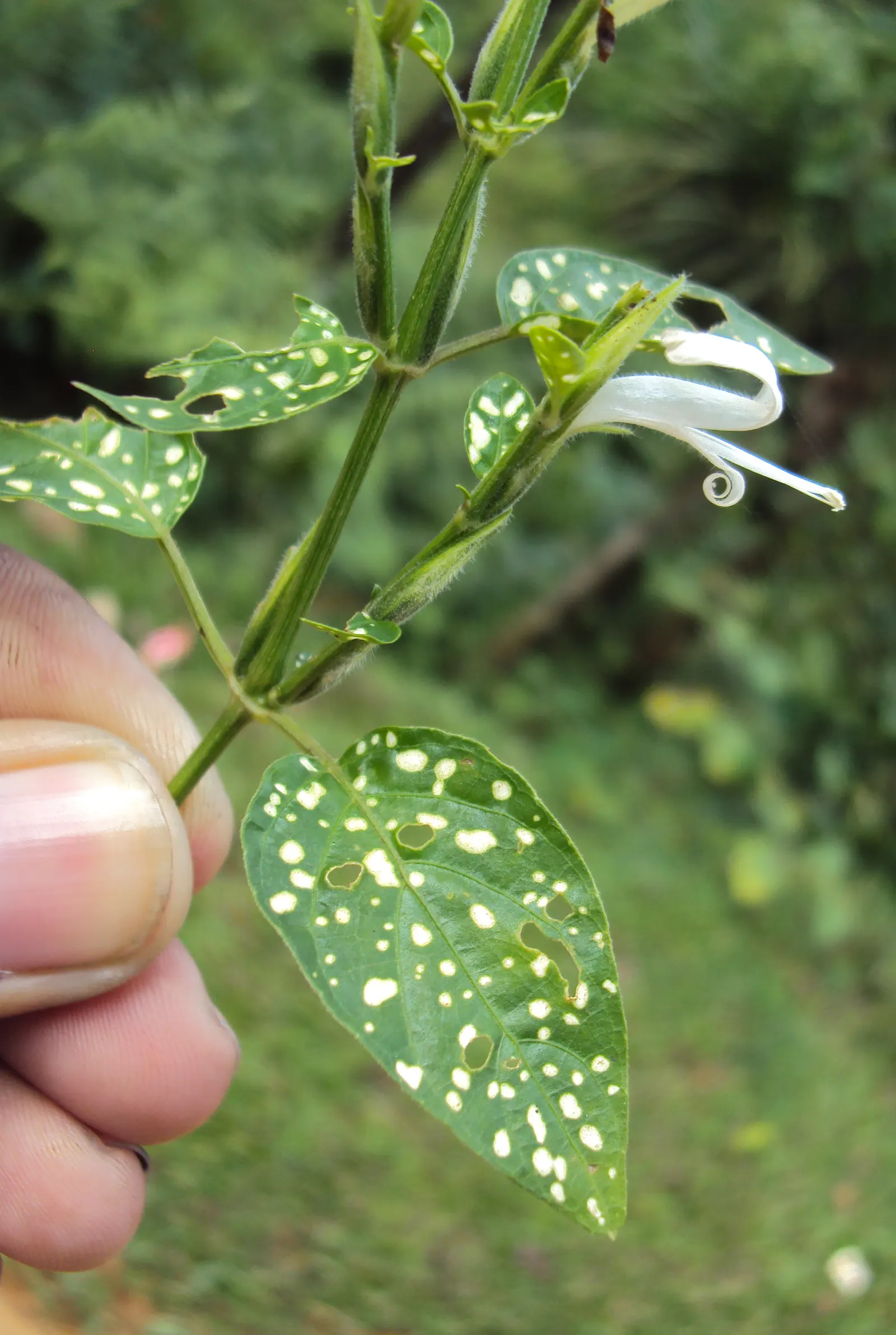 Polka Dot Plant (Hypoestes Phyllostachya) — beds or as an underplanting for larger shrubs.<br><br>With an average height and spread of 18 to 24, image 77